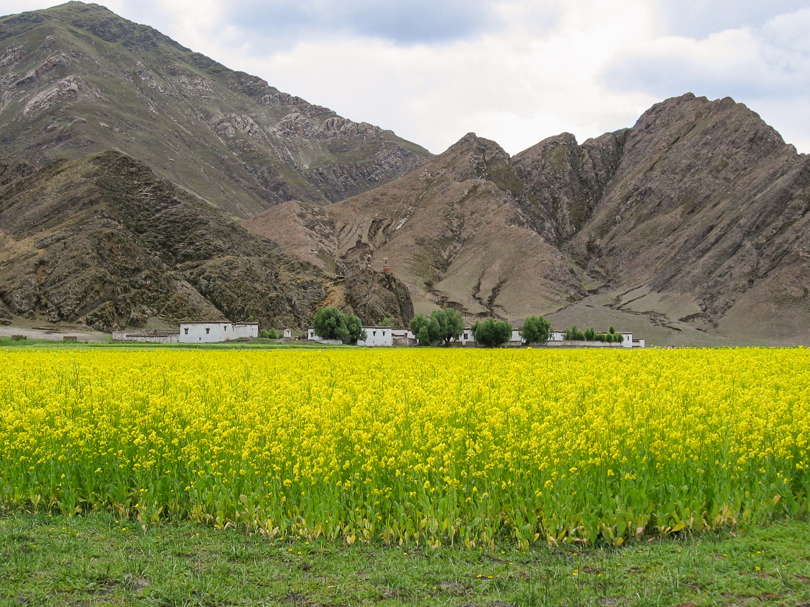 Kathmandu to Lhasa overland - Day 3 - Tingri to Xigatse - Rapeseed fields with the homestay in the background