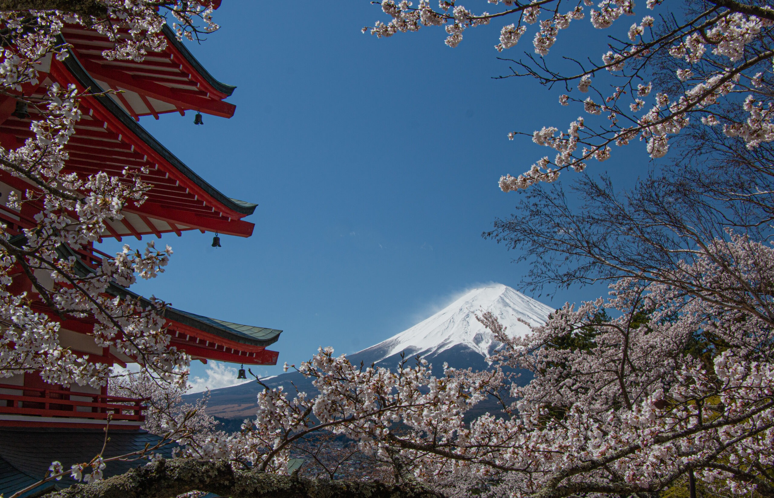 Japan - Mount Fuji during Sakura Cherry Blossom