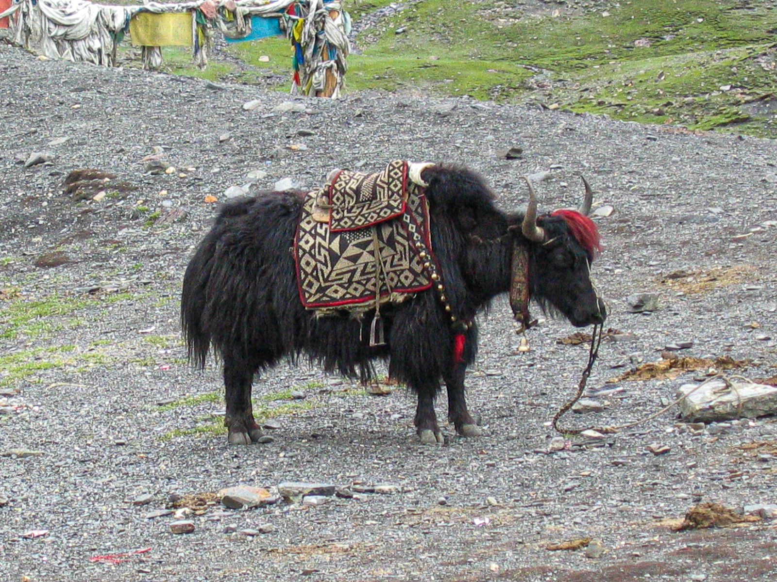 Nomadic Life - a yak at Karola Pass - Tibet