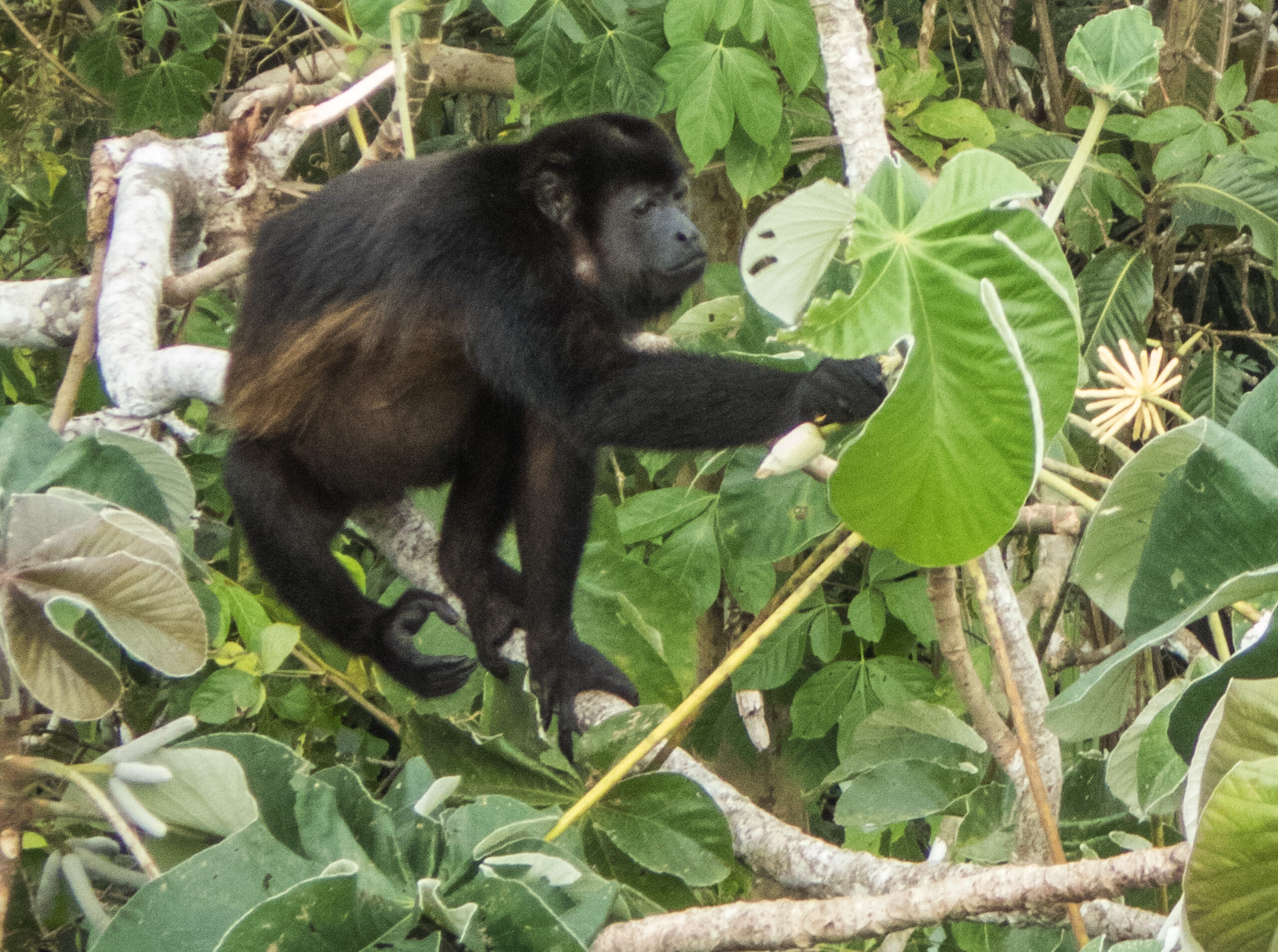 Panama - A howler monkey having breakfast