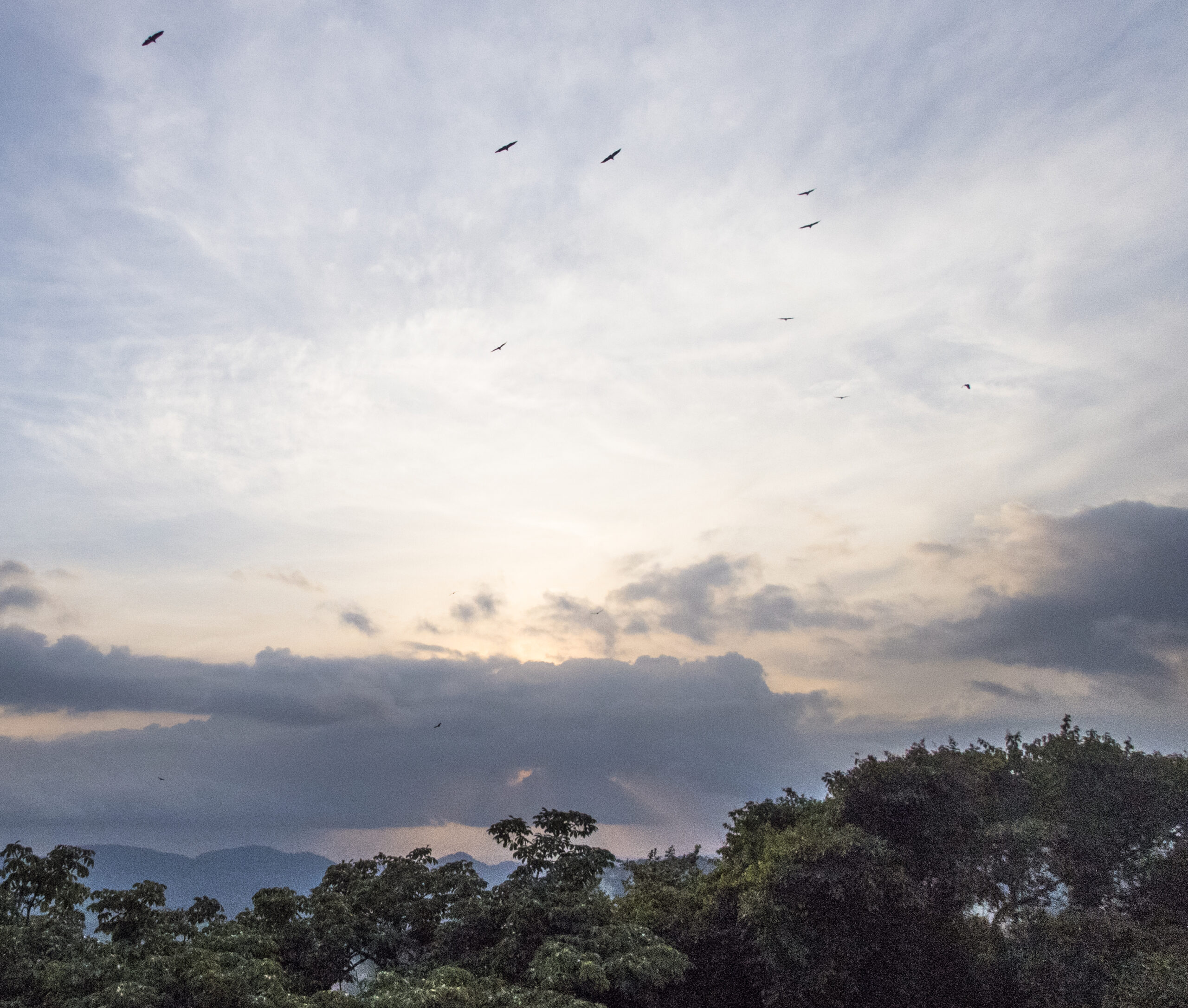 Panama - The Canopy Tower - Raptors above the canopy