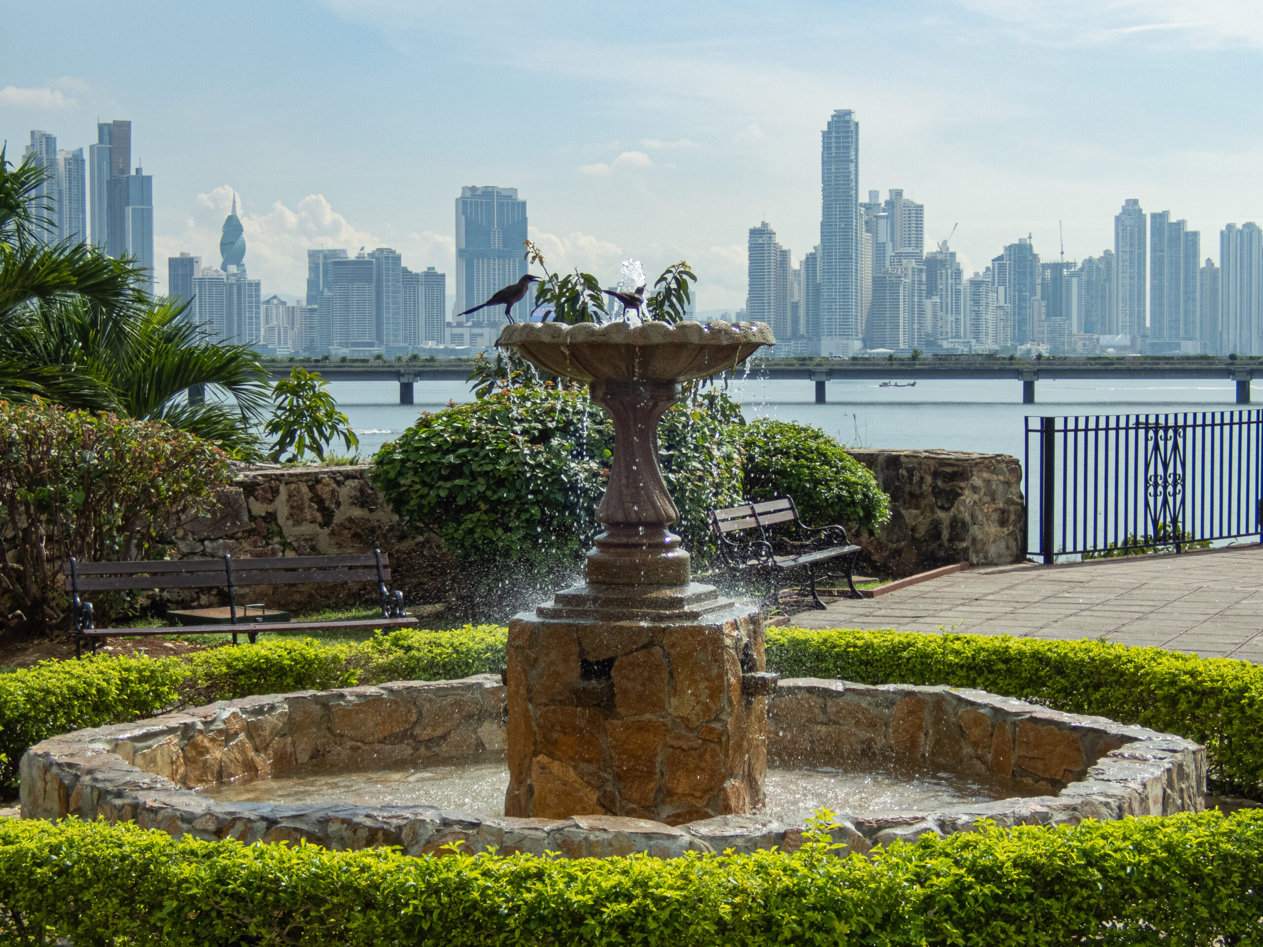 Birds bathing and having a drink - The Casco Viejo with views to the city - Panama