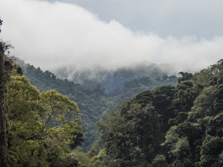 The Canopy