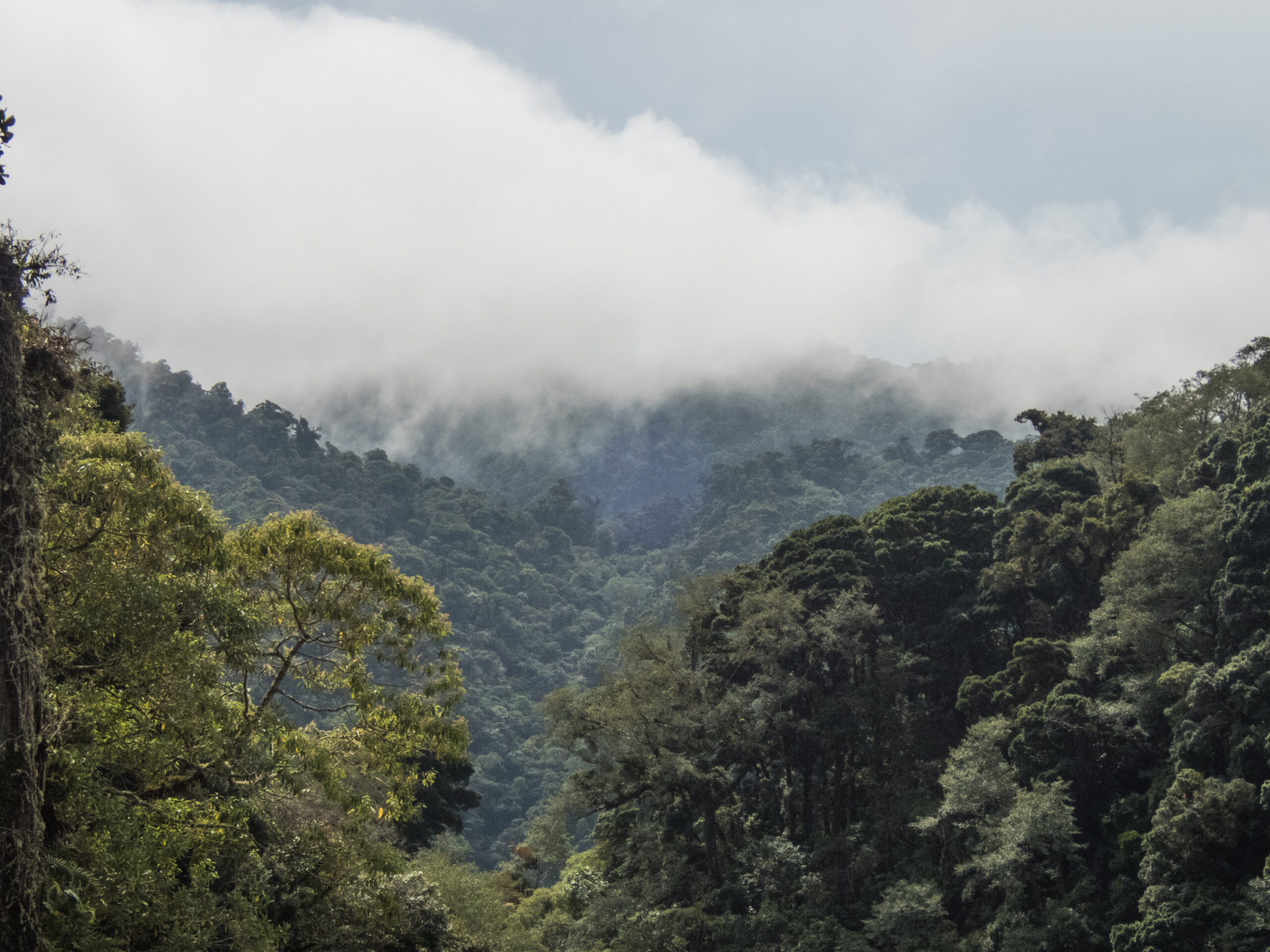 Panama - Looking over the rainforest canopy