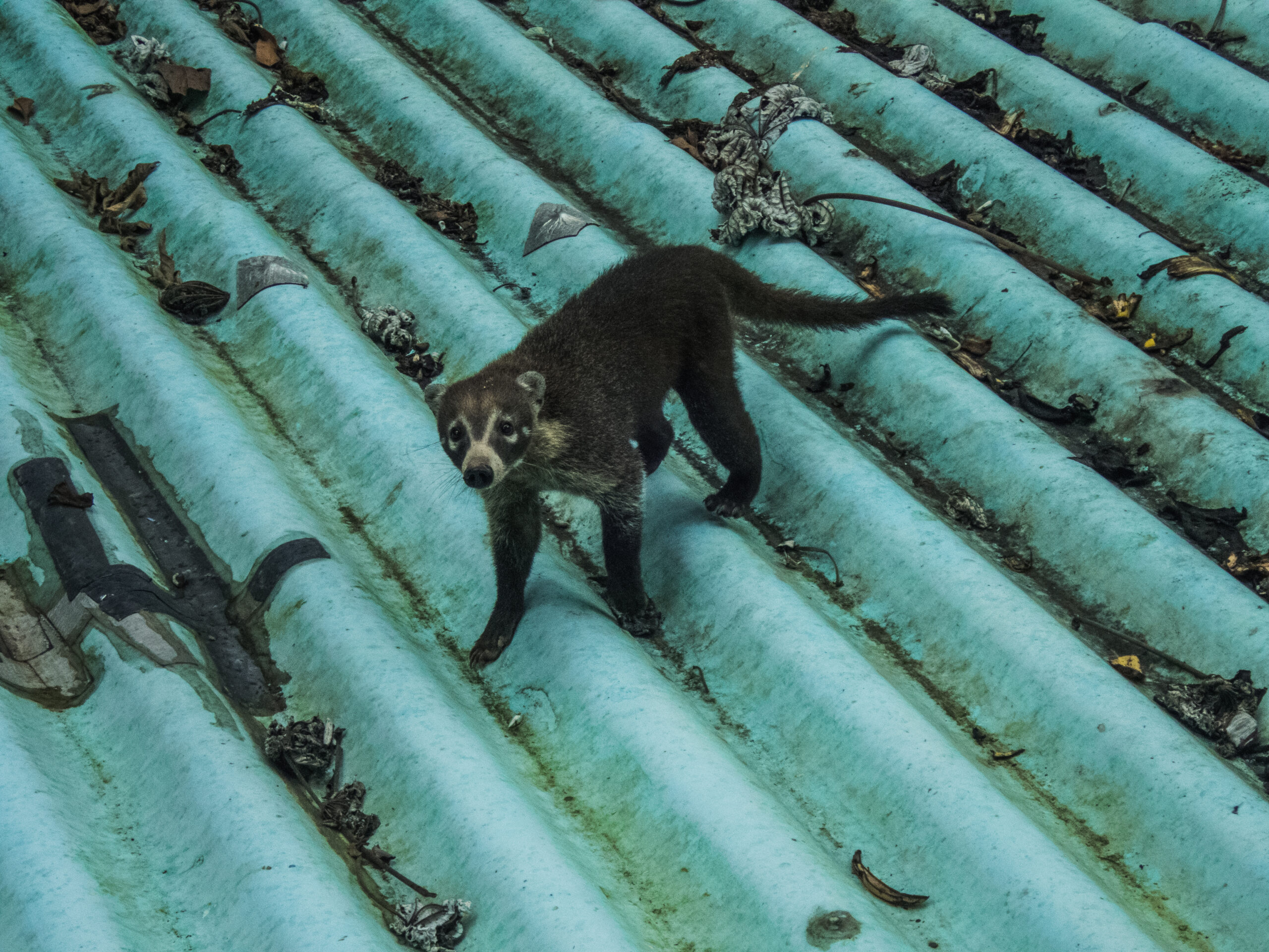 Panama - The Canopy Tower - a coati