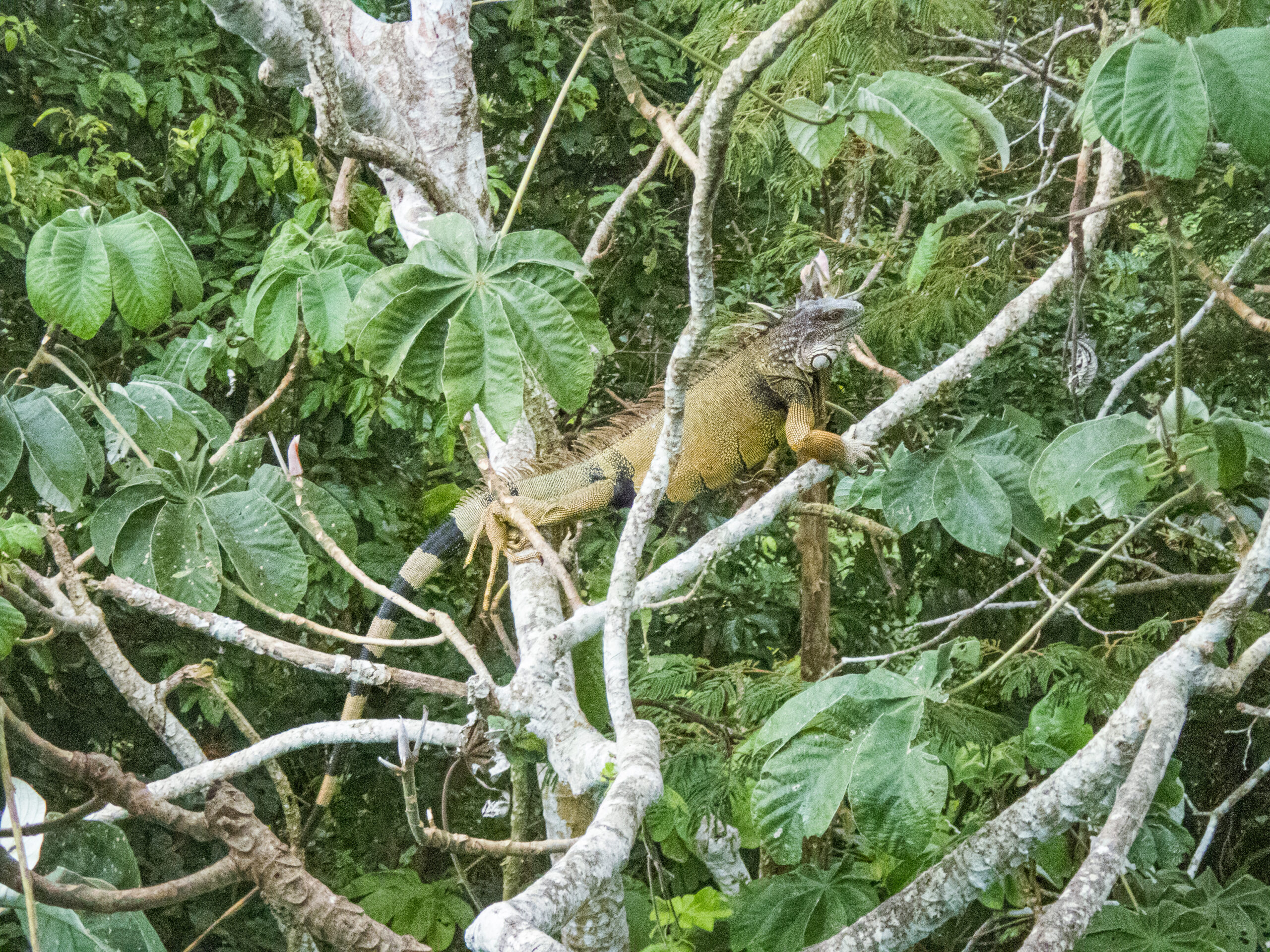 Panama - The Canopy Tower - an iguana