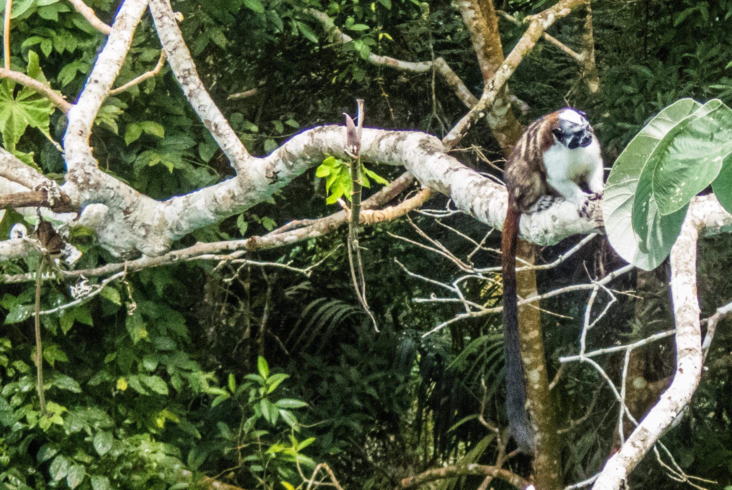 Panama - The Canopy Tower - a tamarin