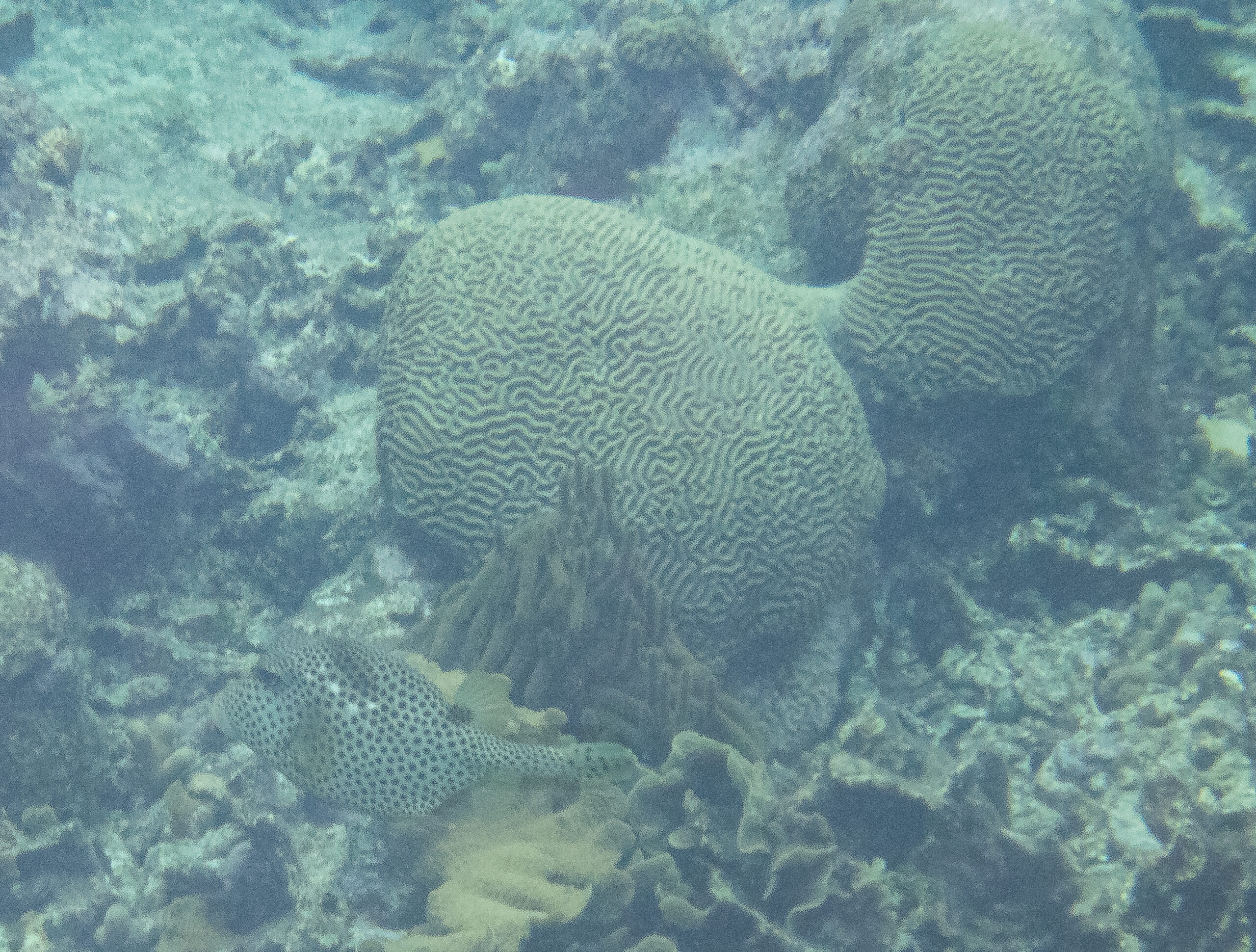 The San Blas Islands - a pufferfish