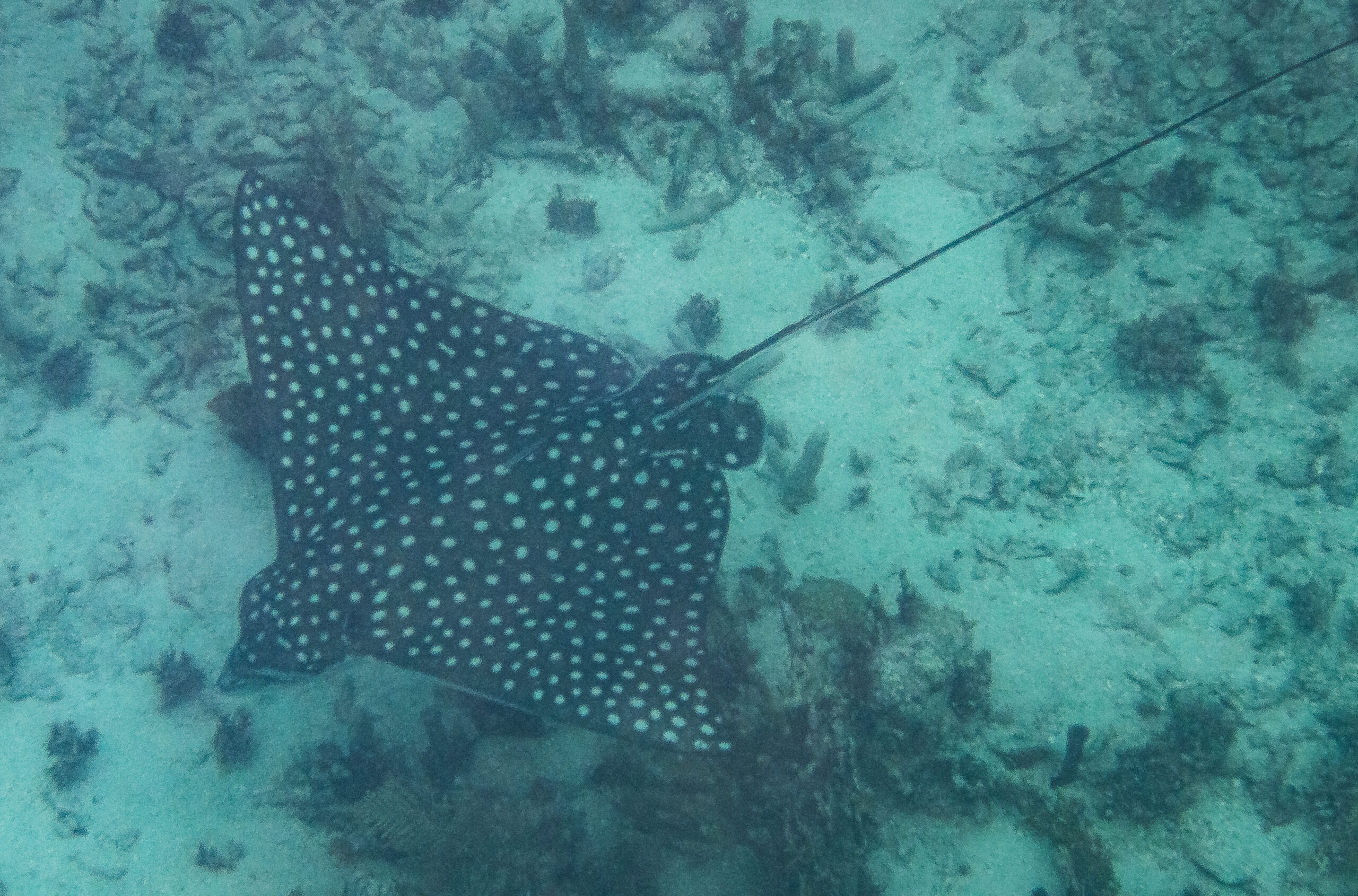 The San Blas Islands - a spotted eagle ray fish