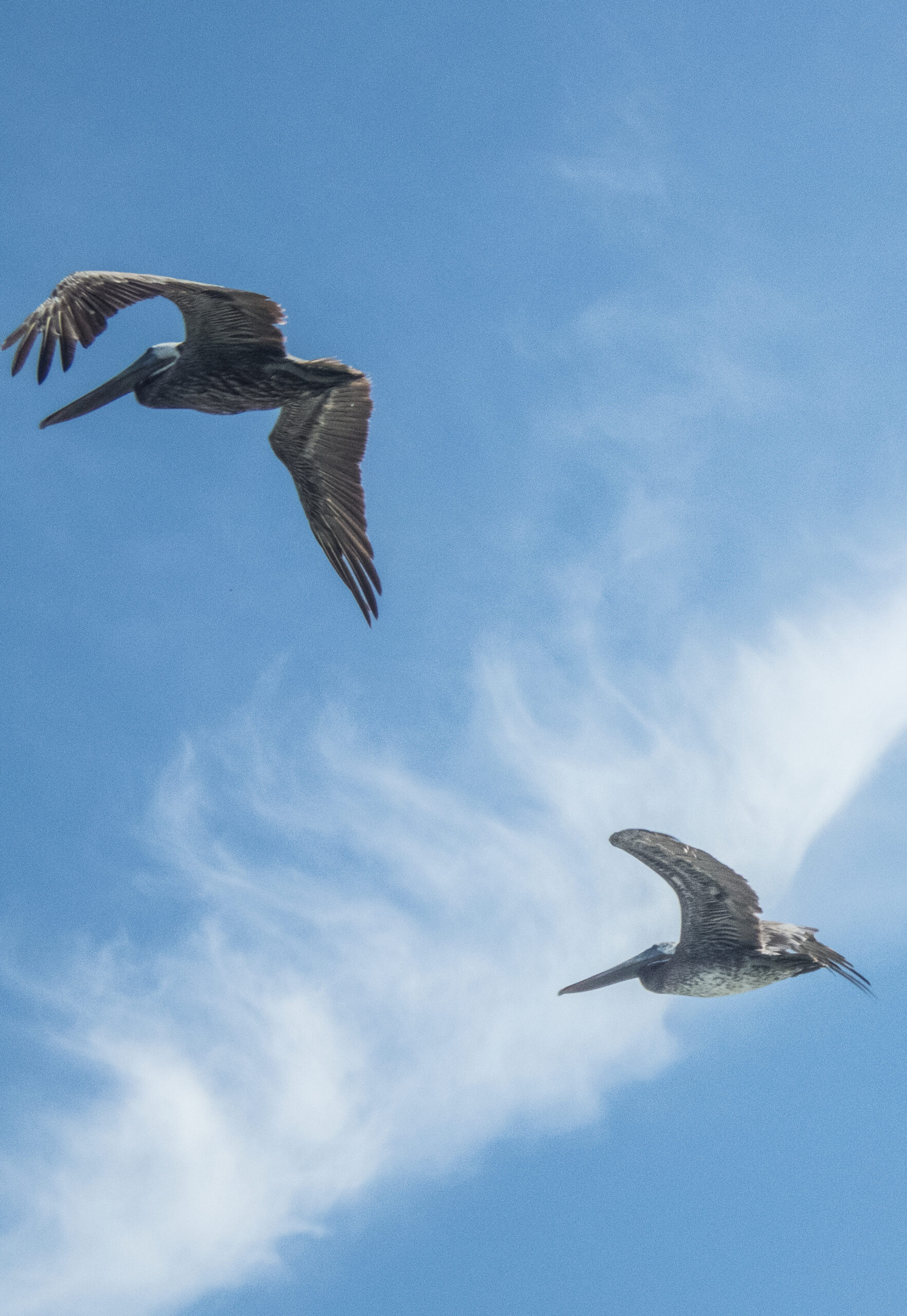 A pair of pelicans!