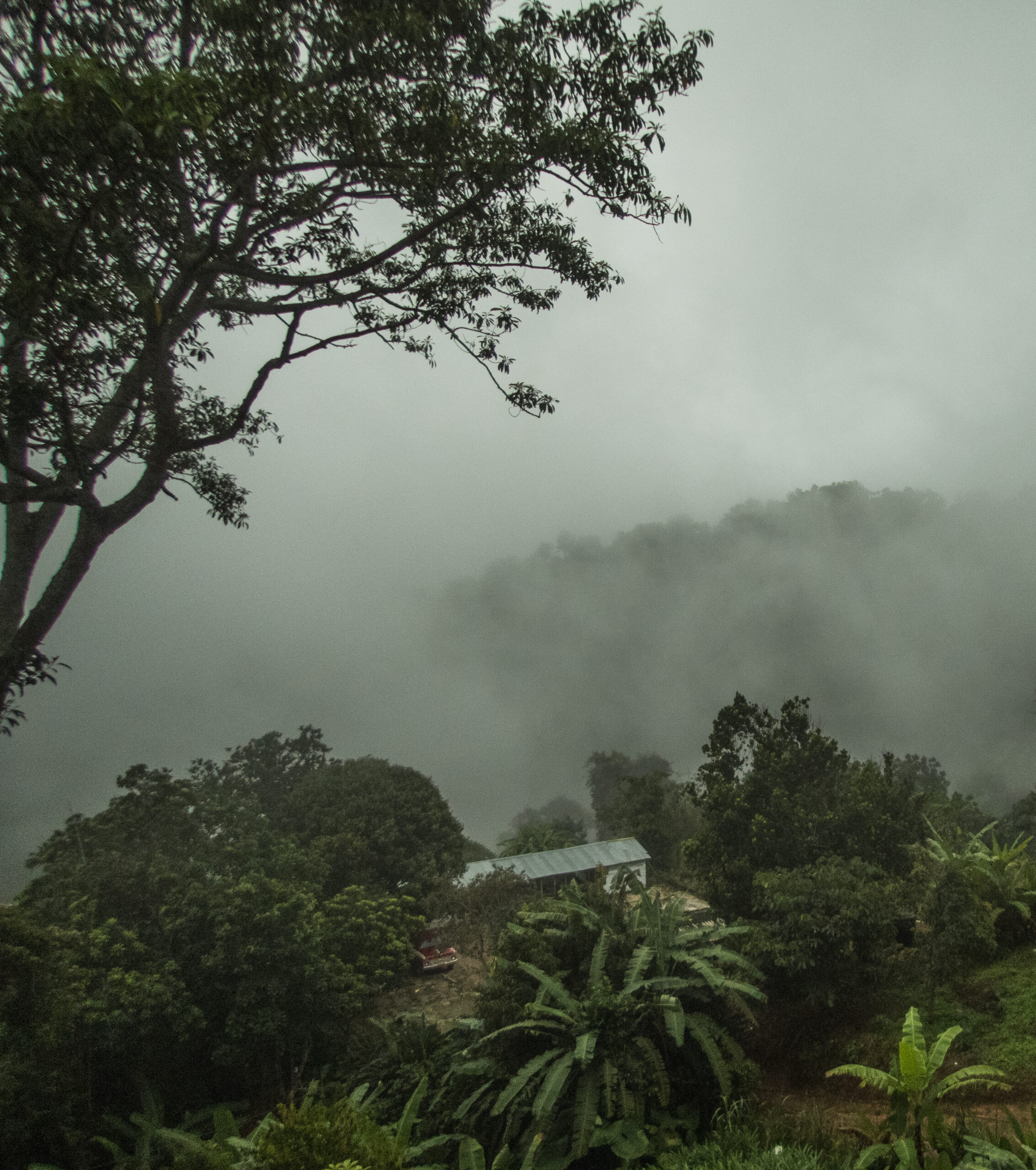 The enchanted forest - Minca - Colombia