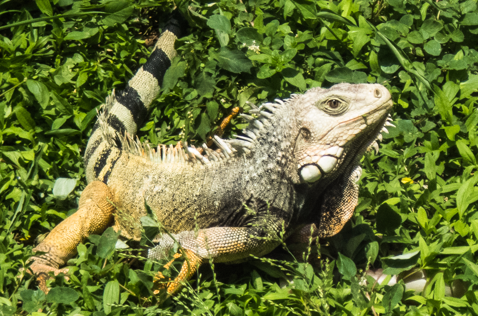 Iguana