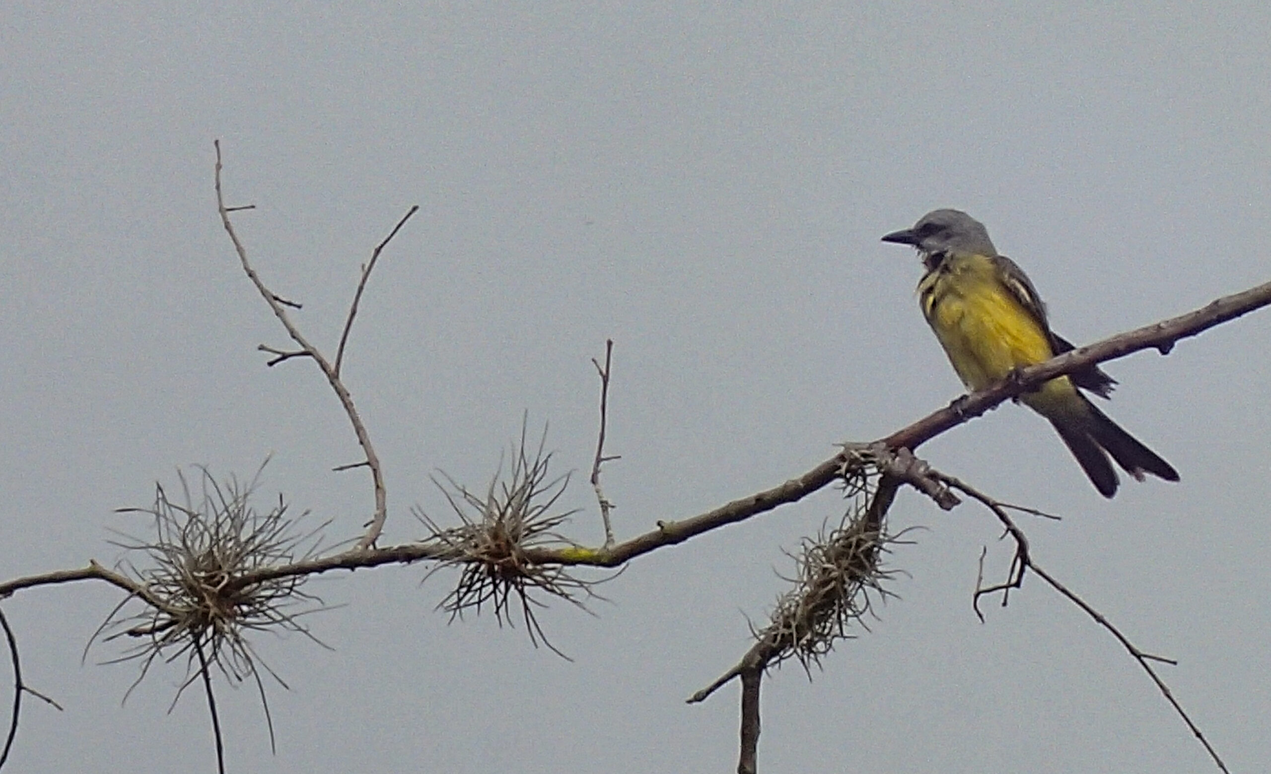 Santa Marta warbler - Minca - Colombia