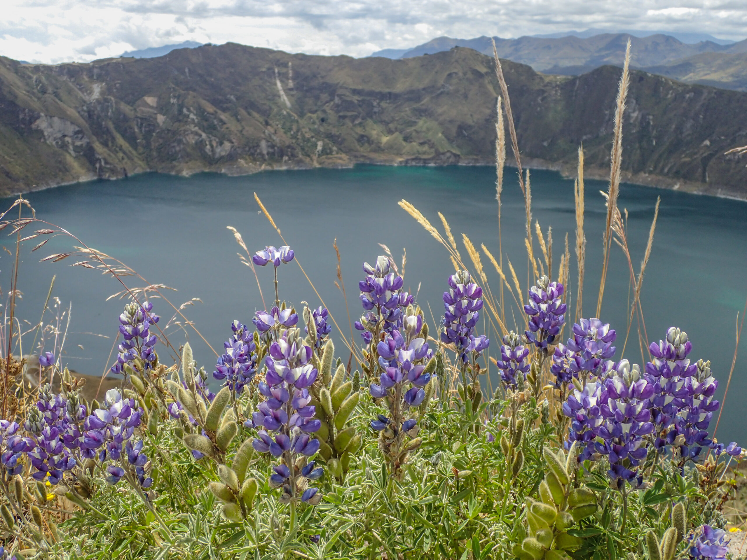 Quilatoa Crater Lake - wild flowers