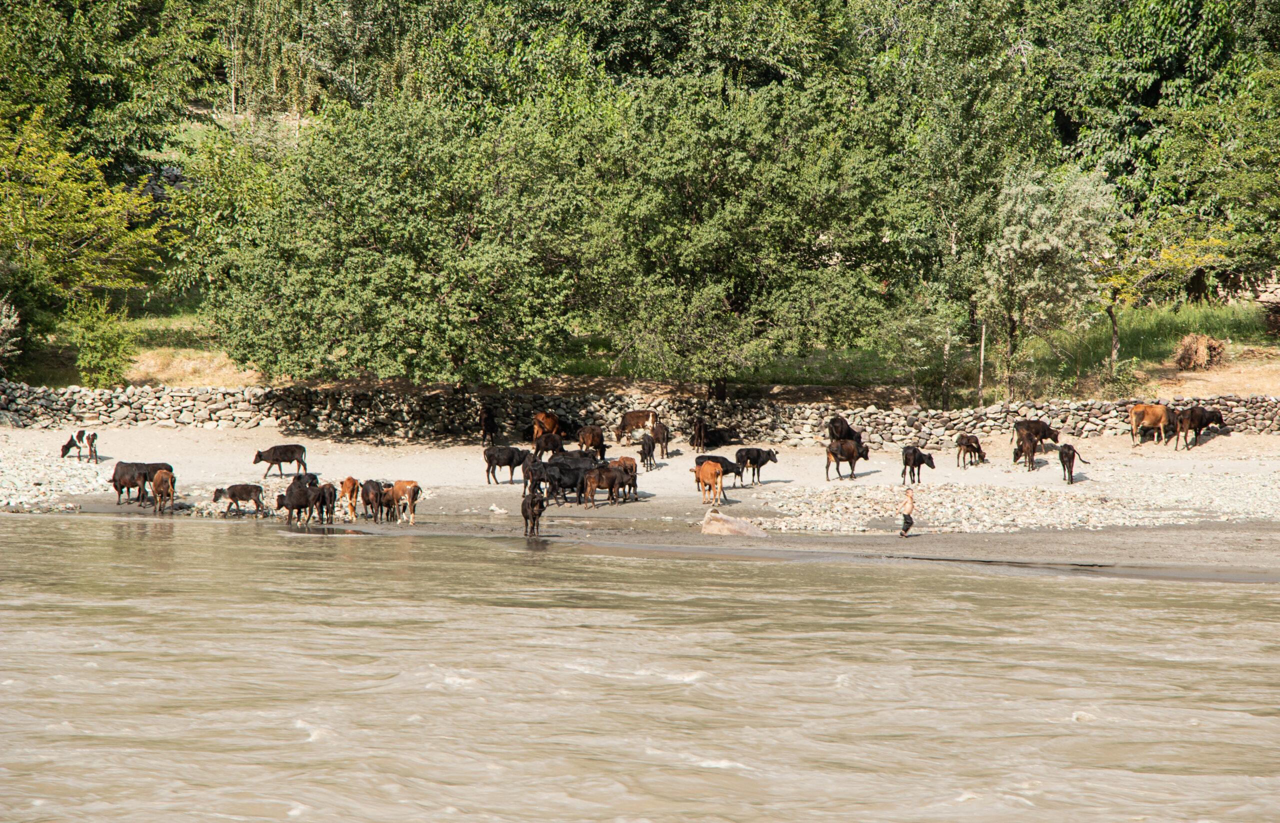 The Pamir Mountains - Afghanistan - a boy playing among cows