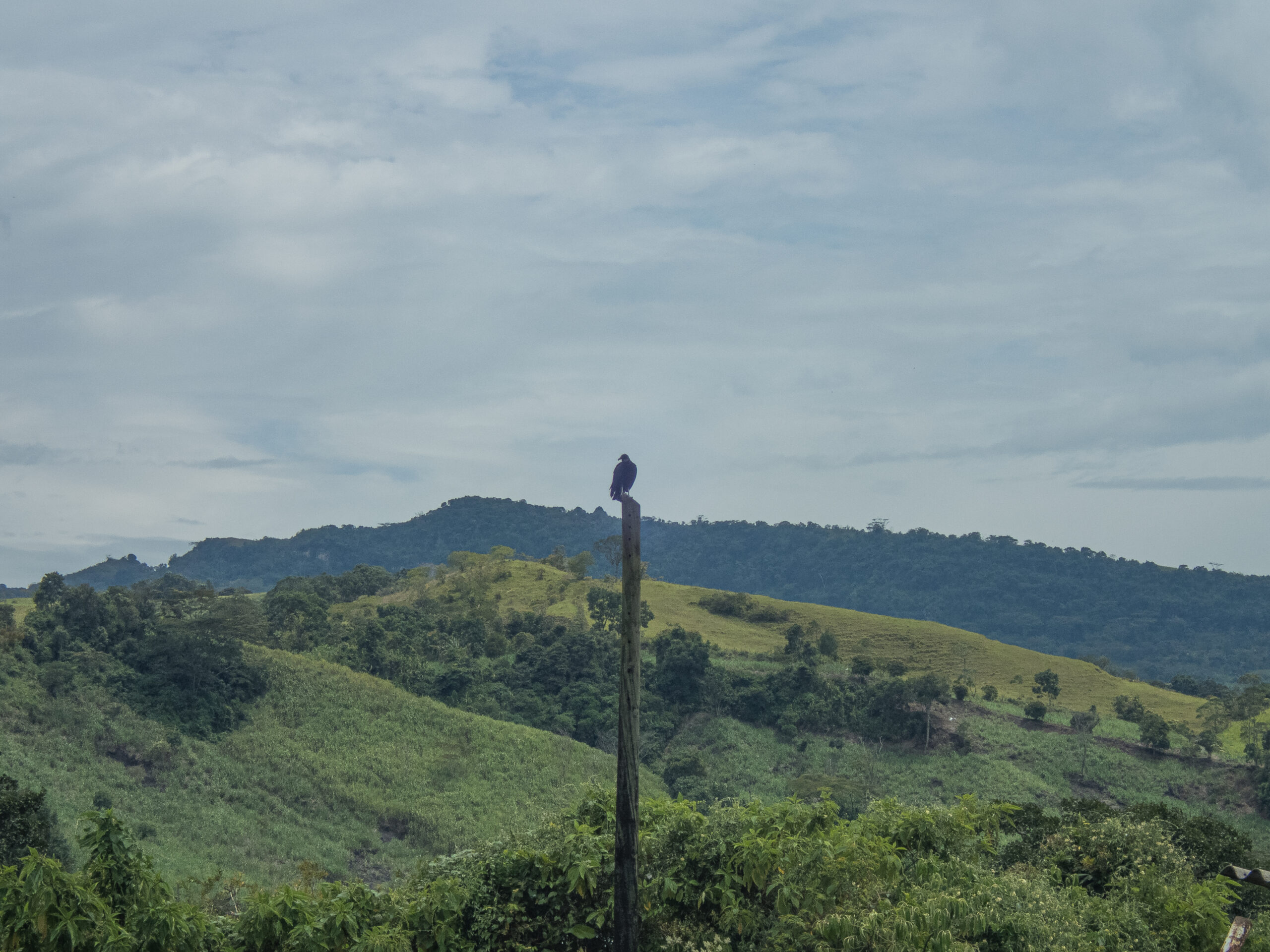 Bucaramanga to Bogota - A vulture on a pole with a backdrop of diminishing forests