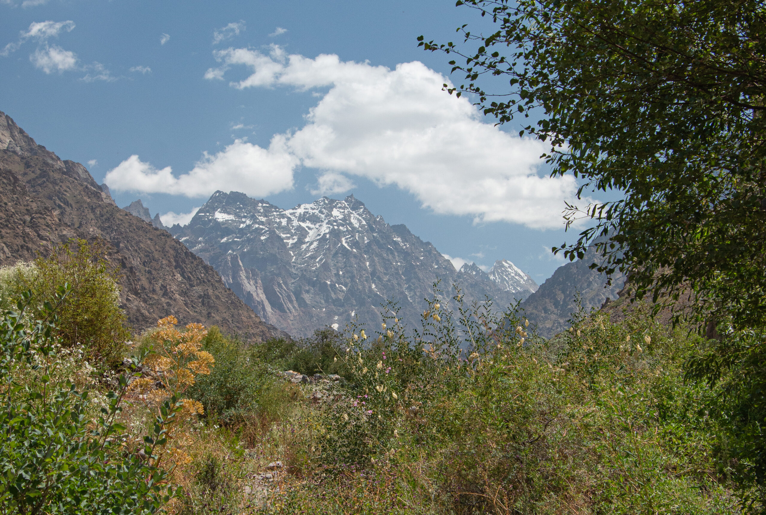 Tajikistan - among wildflowers on the approach to Jizew