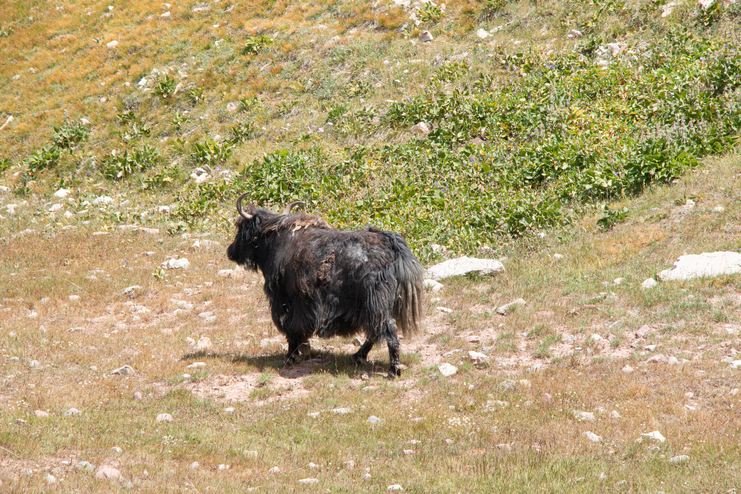 Kyrgyzstan - yak