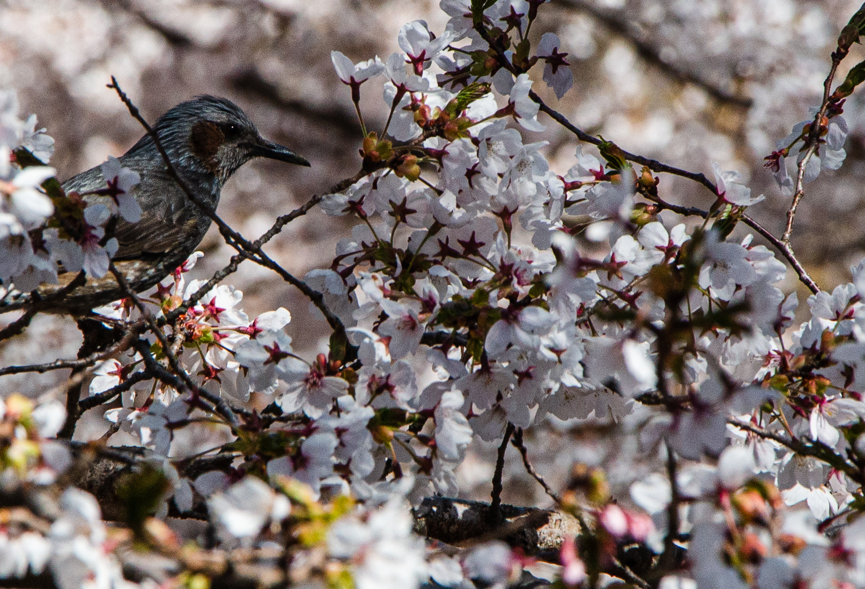 Fuji - FIve Lakes - Browneared Bulbul during Sakura