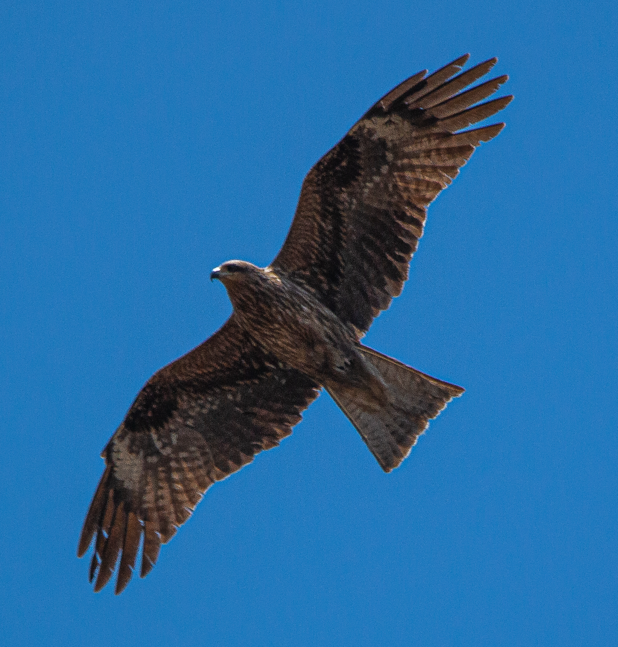 Mount Fuji - Arakurayama Park - Black-eared kite