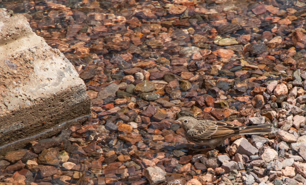 Kazakhsat - Sharyn River - a lark 