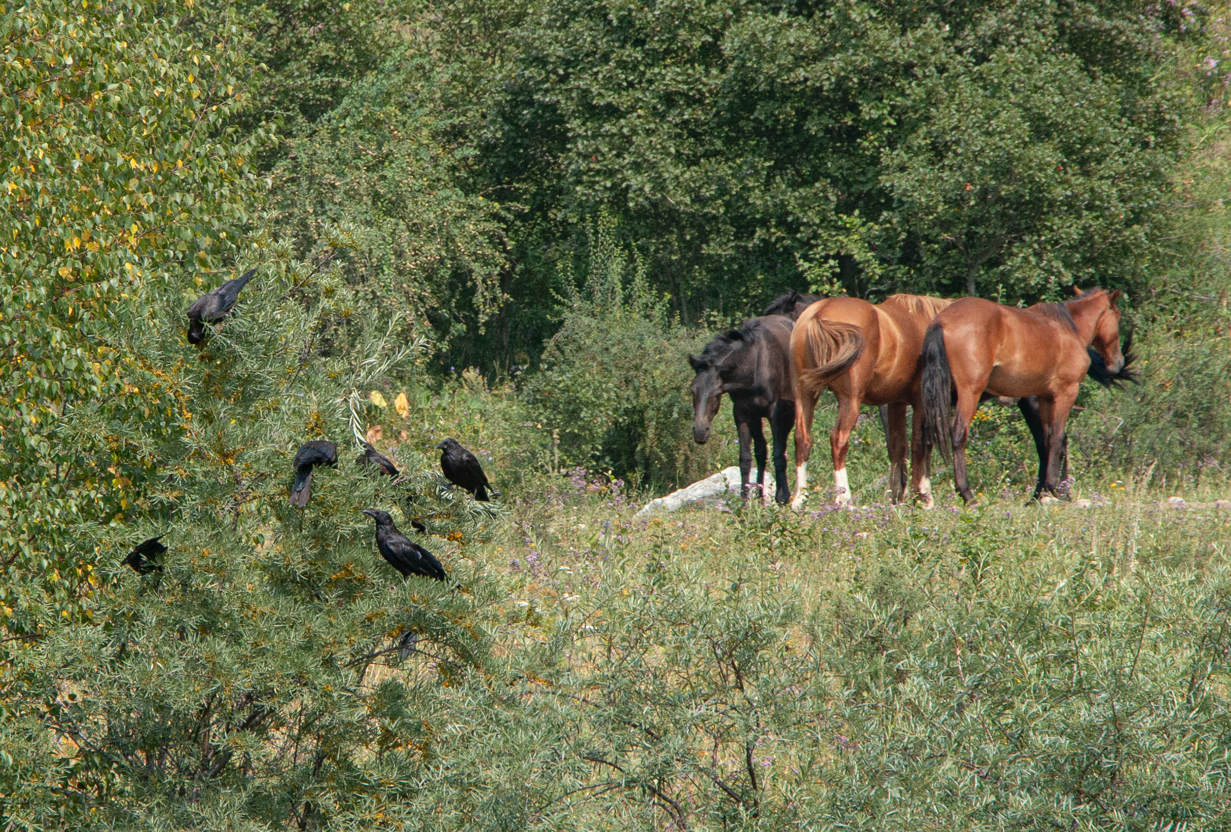 Kazakhstan - horses and ravens