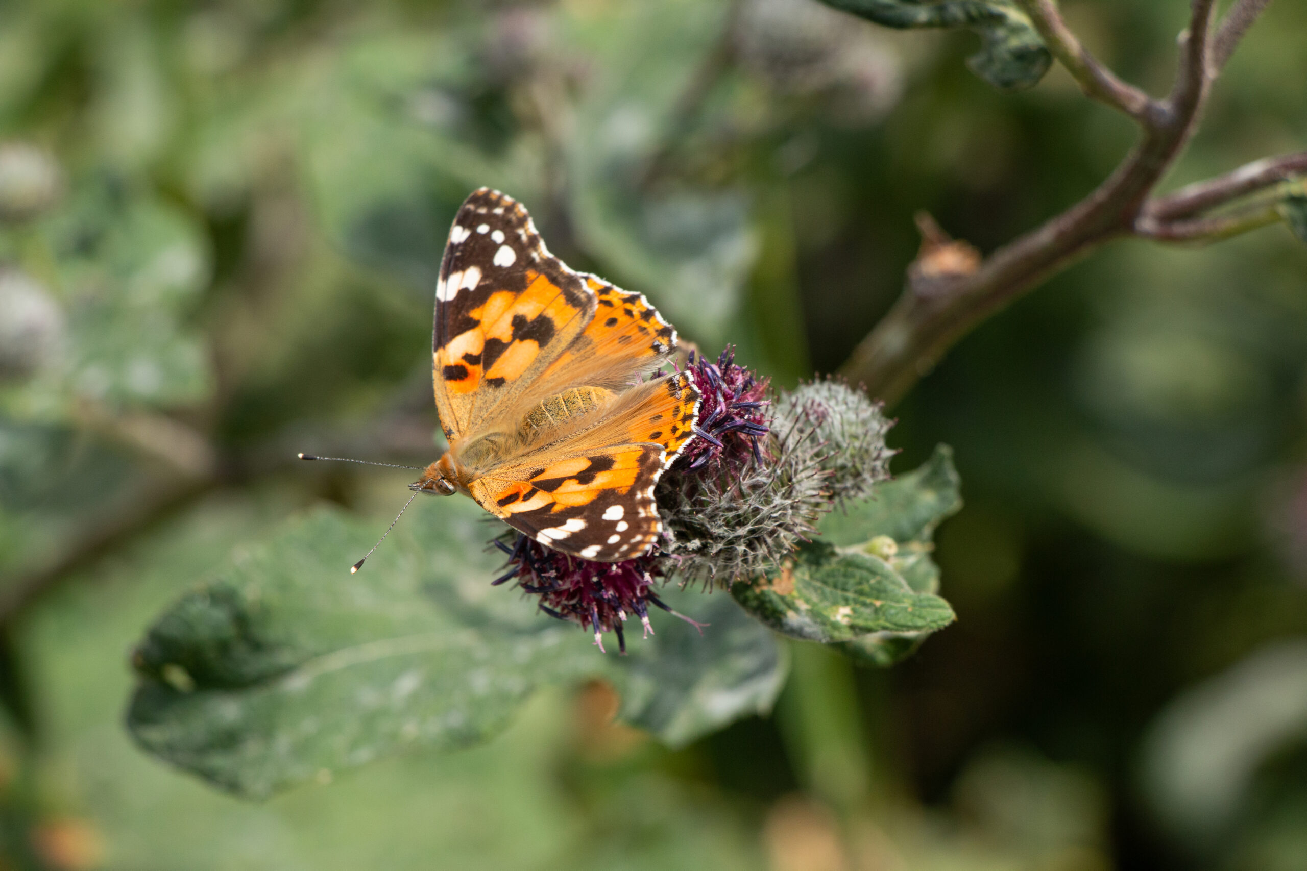 Kazakhstan - Butakovsky Trail - colourful moth