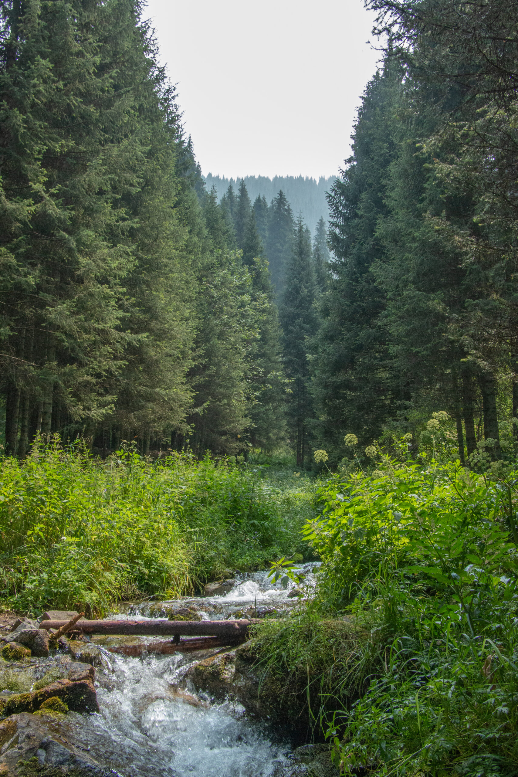 Kazakhstan - Butakovsky - forest and stream