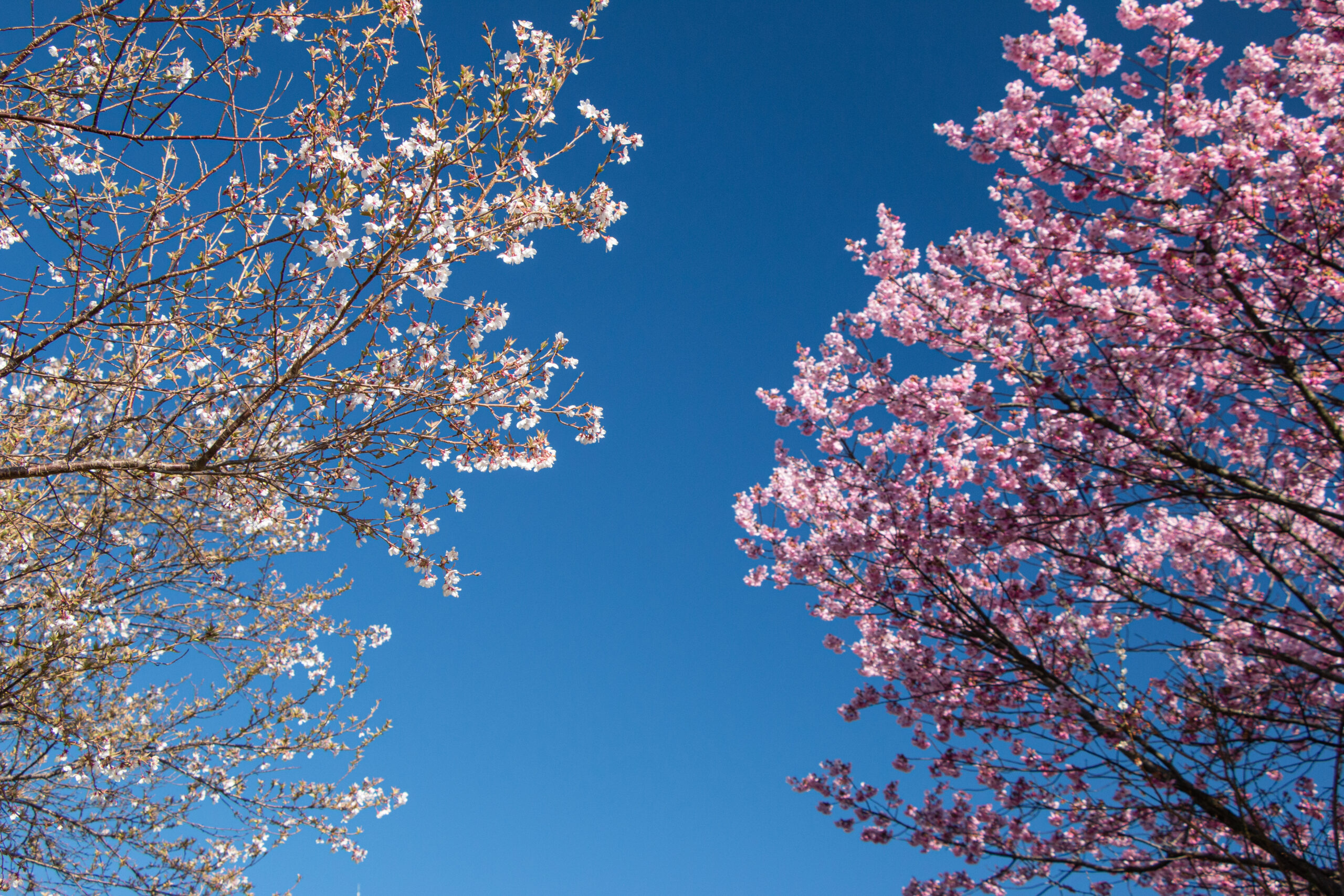 Fuji - area of Five Lakes - pink and white cherry blossom