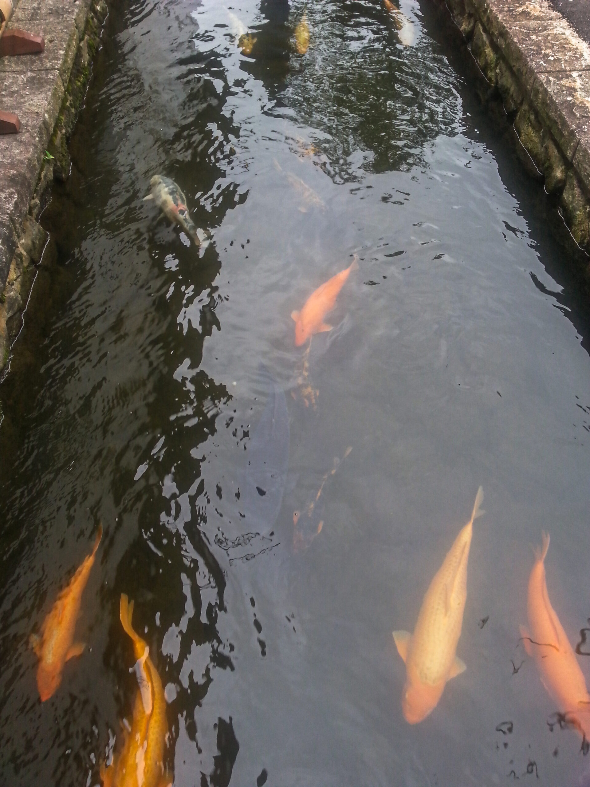 Hida-Furukawa - a canal packed with carp