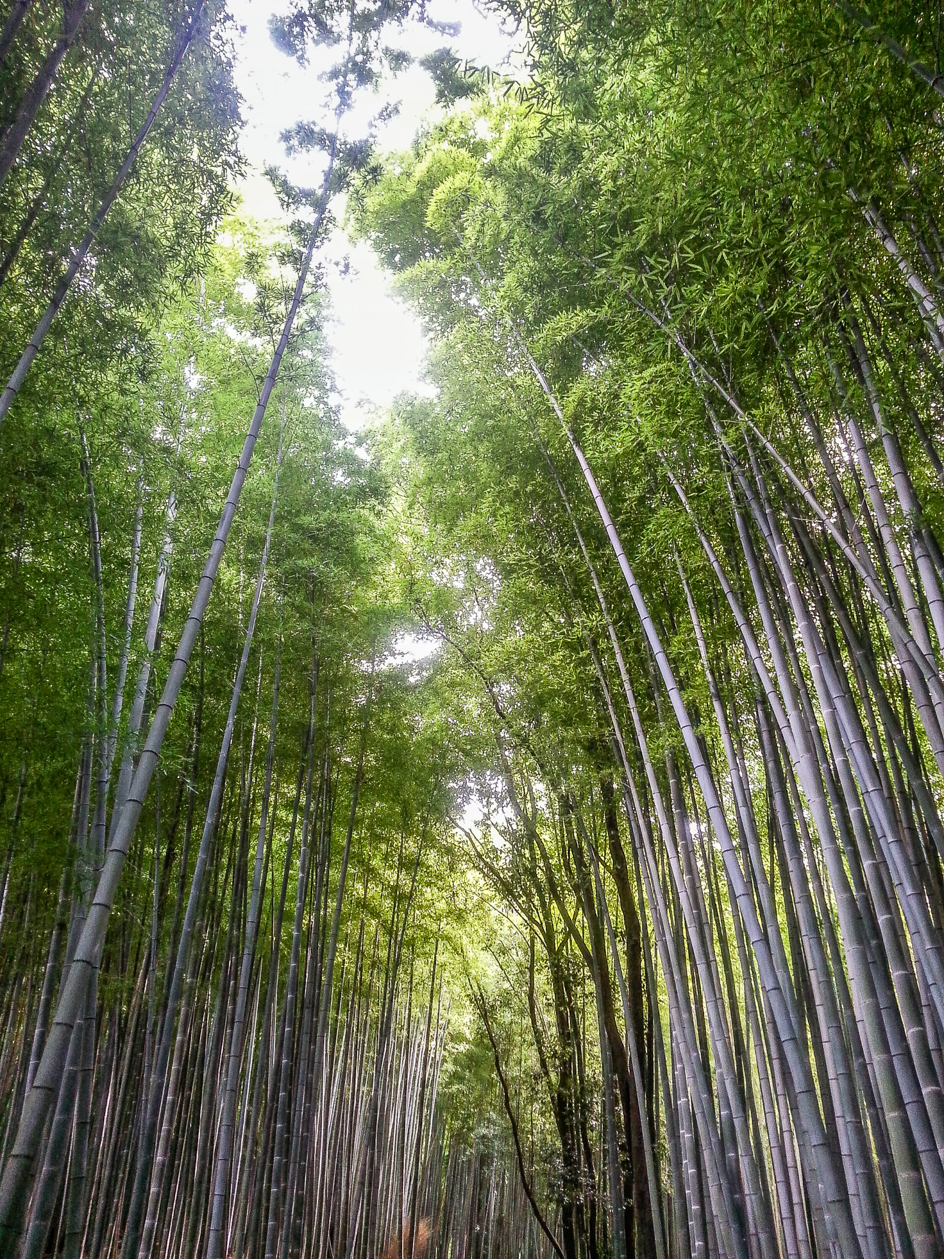 Kyoto - Arashiyama - The Bamboo Forest