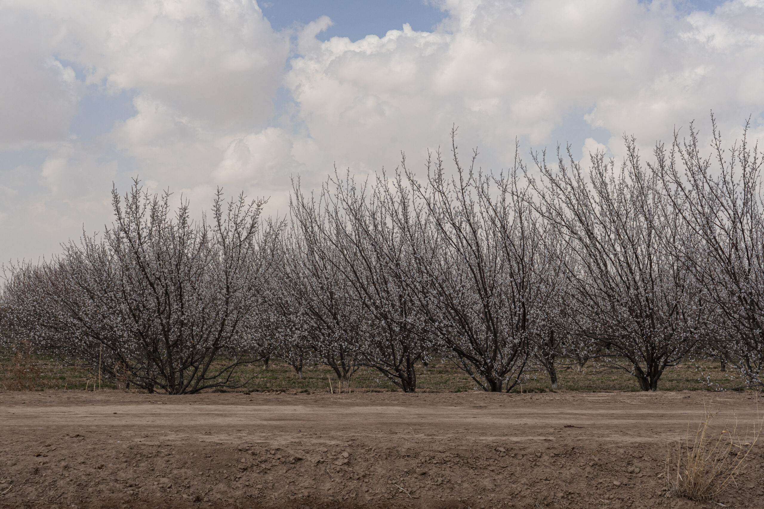 Uzbekistan - The Republic of Karakalpakstan - flowering apricot trees