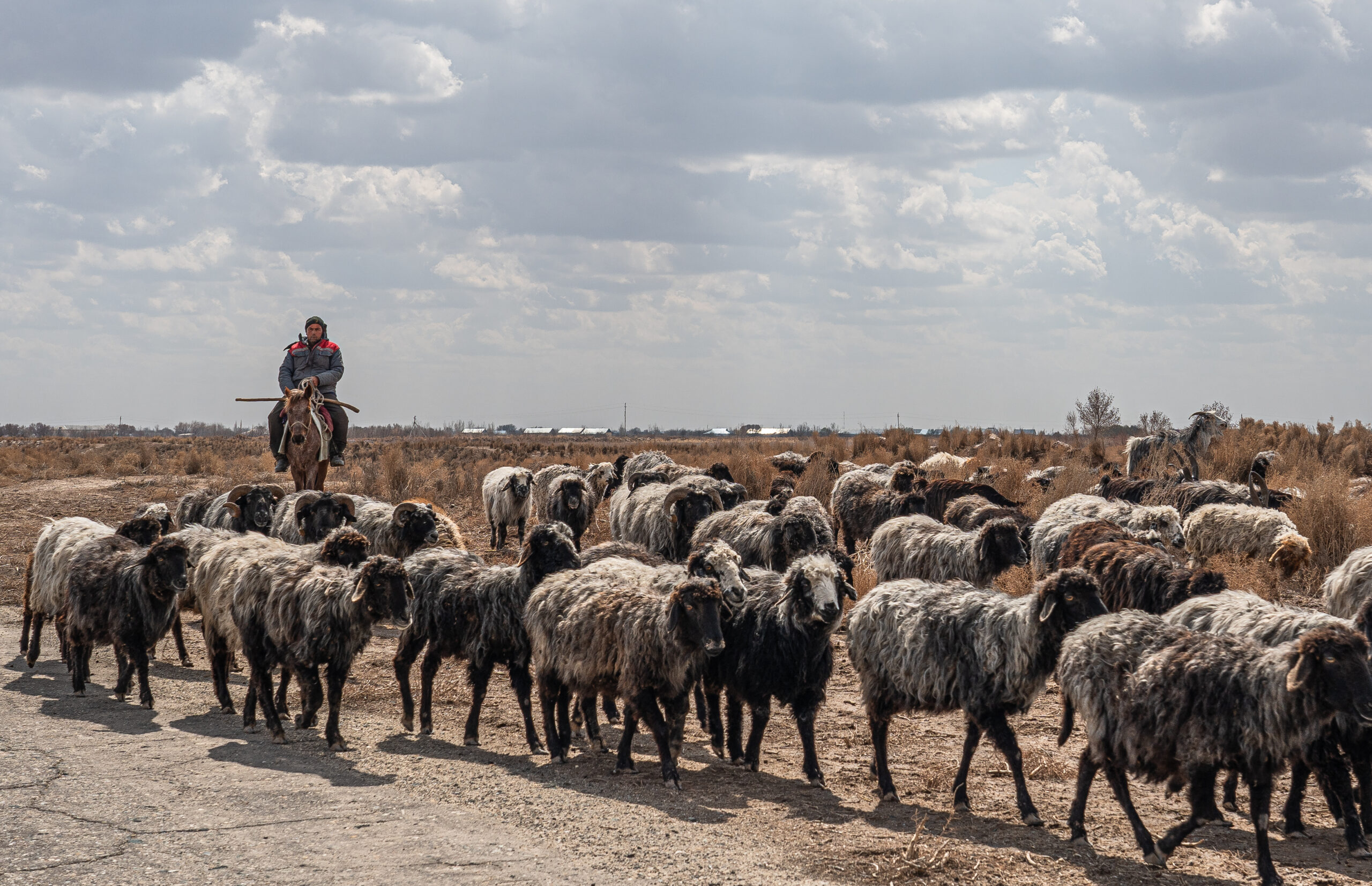 Uzbekistan - Karakalpakstan - Shepherd and flock