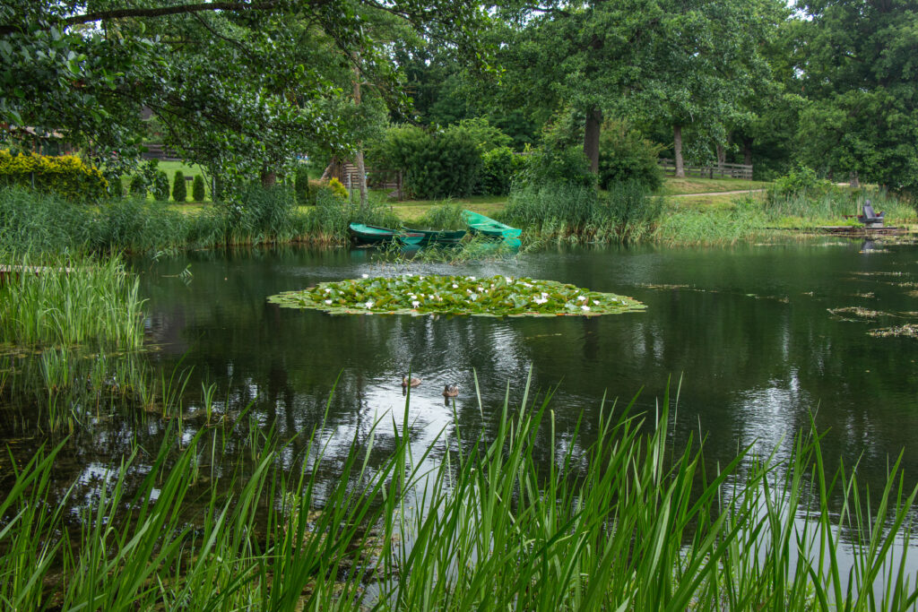 Lithuania - Galve Lake - water lilies amongst the lily pads