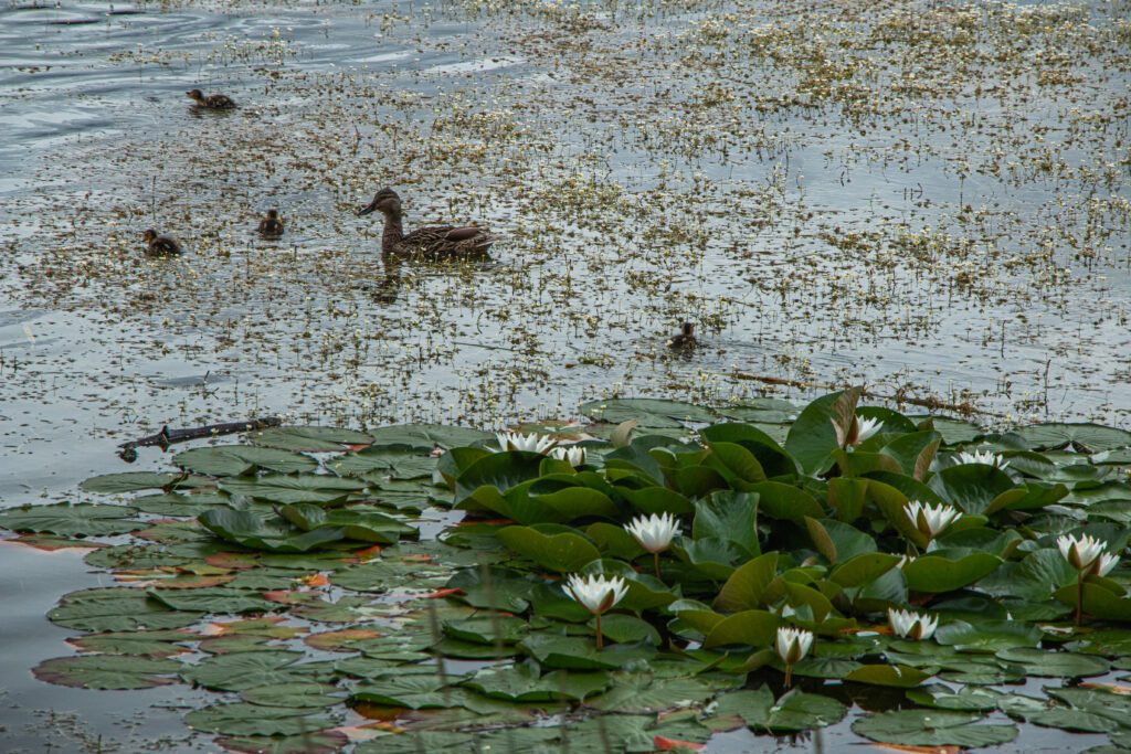 Lithuania - Galve Lake - duck with ducklings