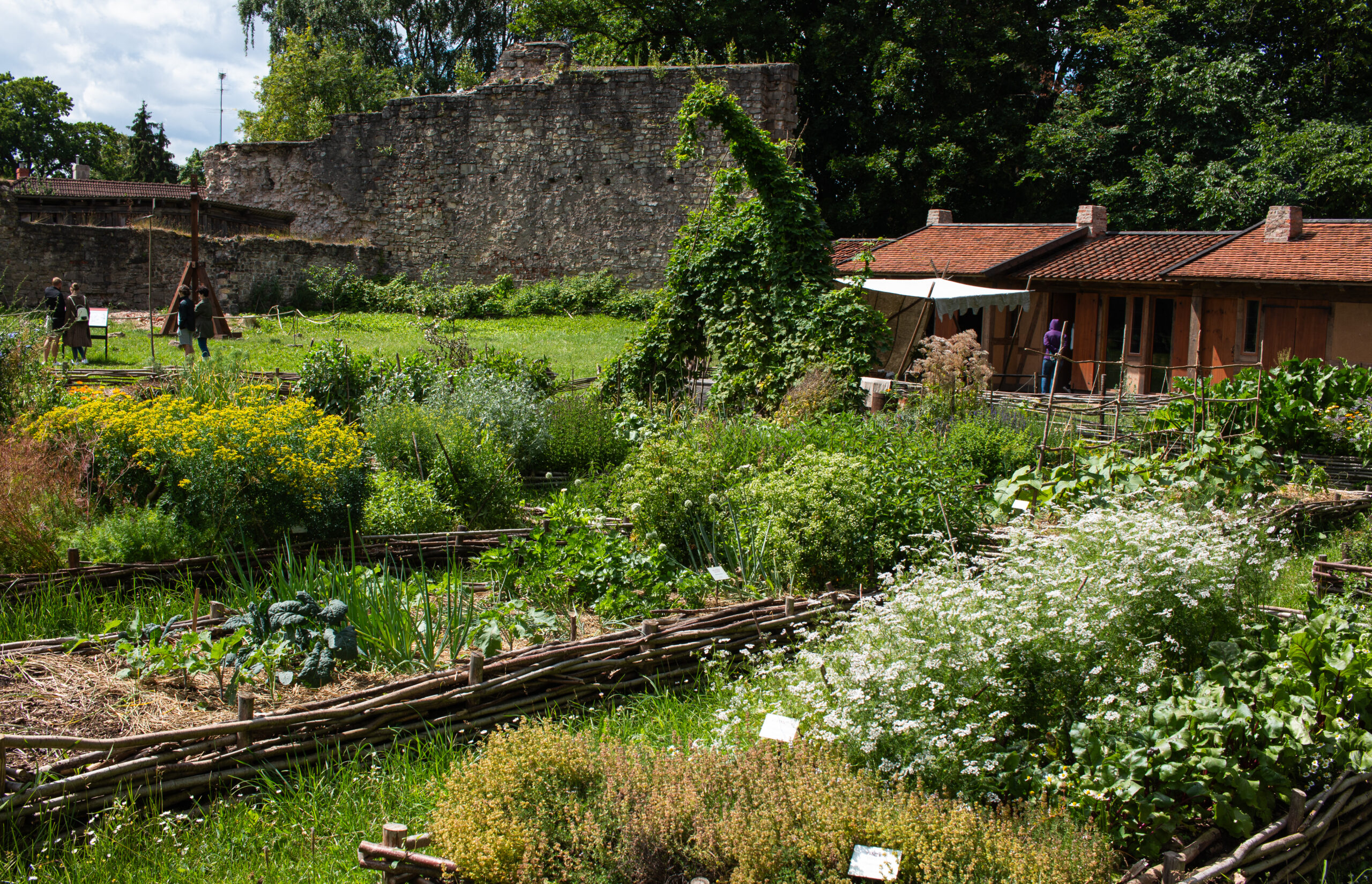 Latvia - Cesis Castle - Medieval kitchen garden