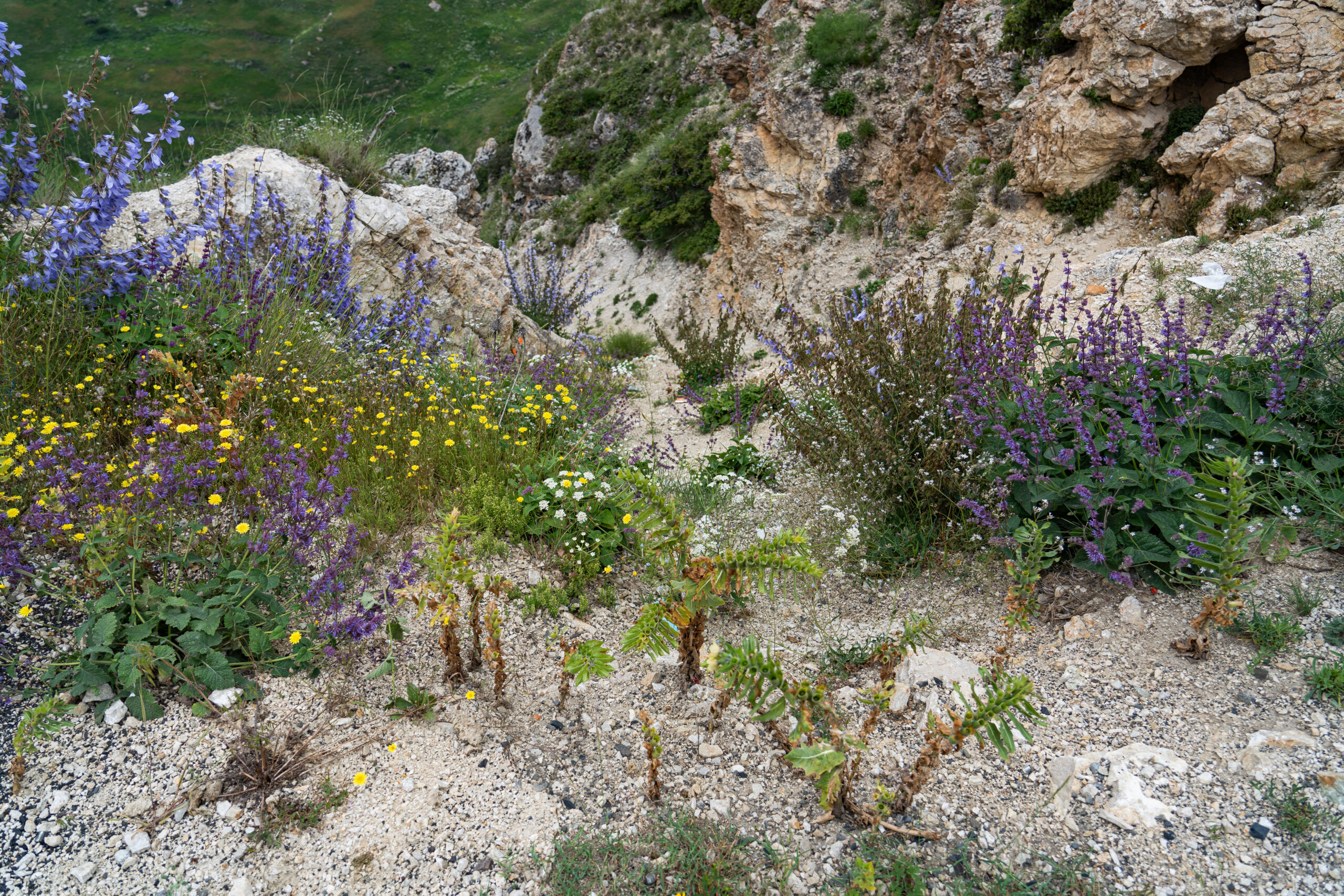 Azerbaijan - The Greater Caucasus - wild mountain flowers