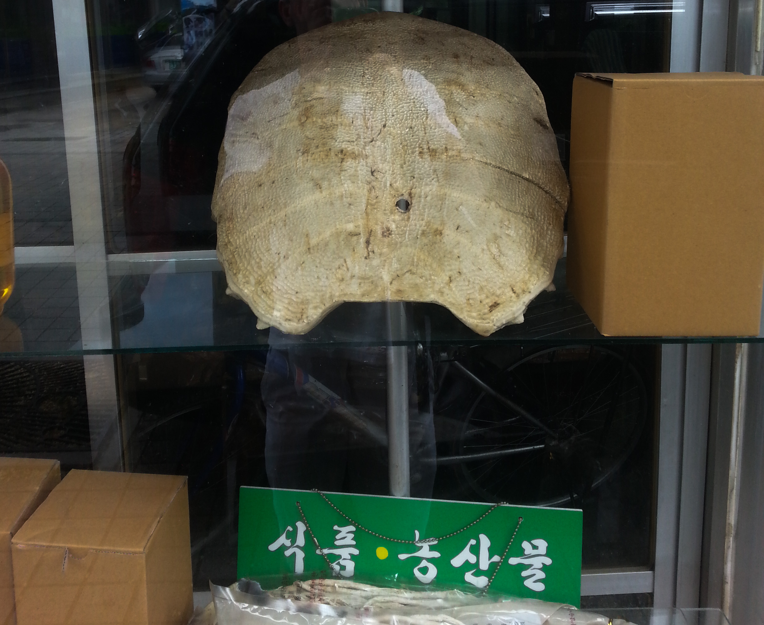 South Korea - Daegu Medicine Market - a large turtle shell