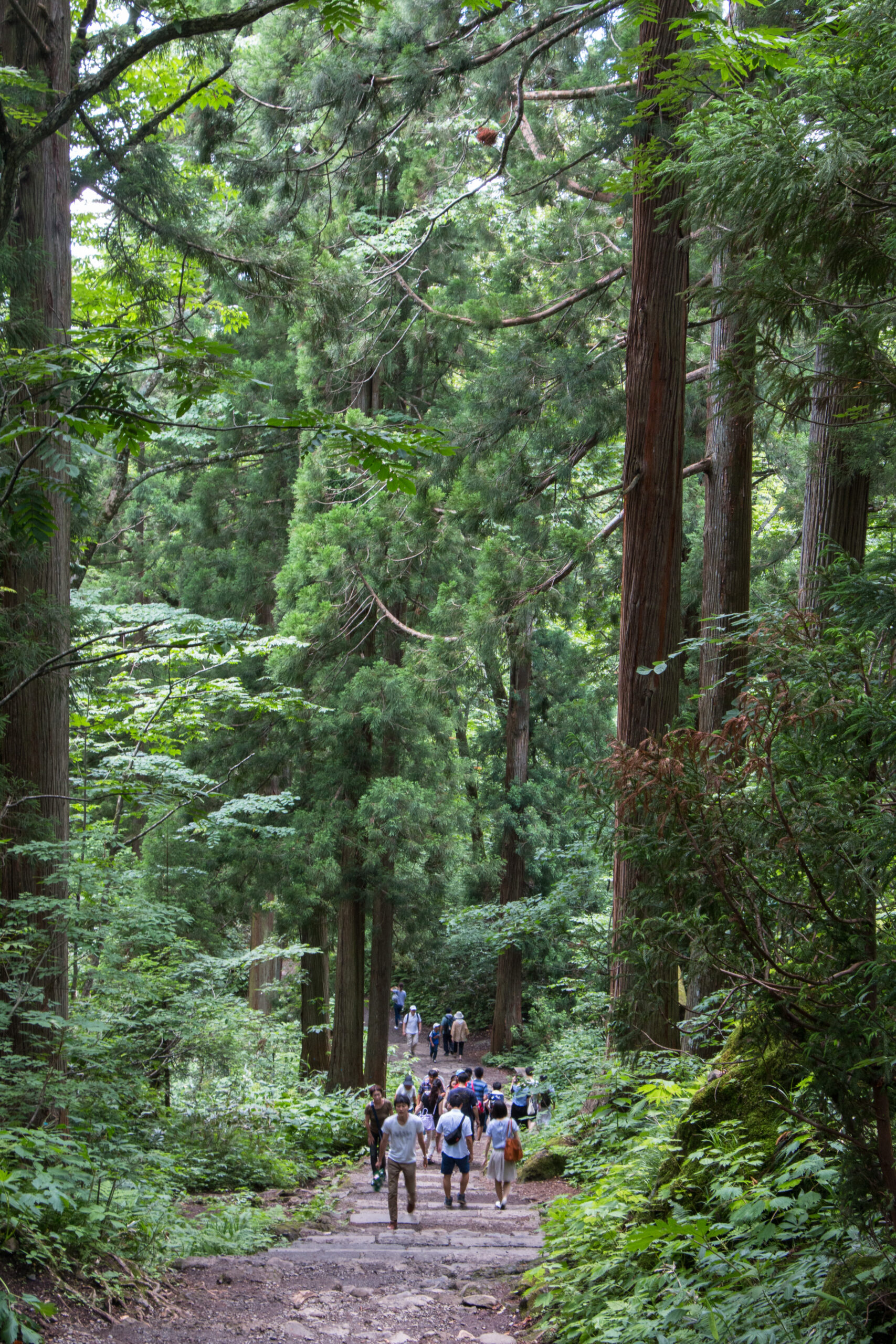 Japan - Togakushi - mesmerising forests