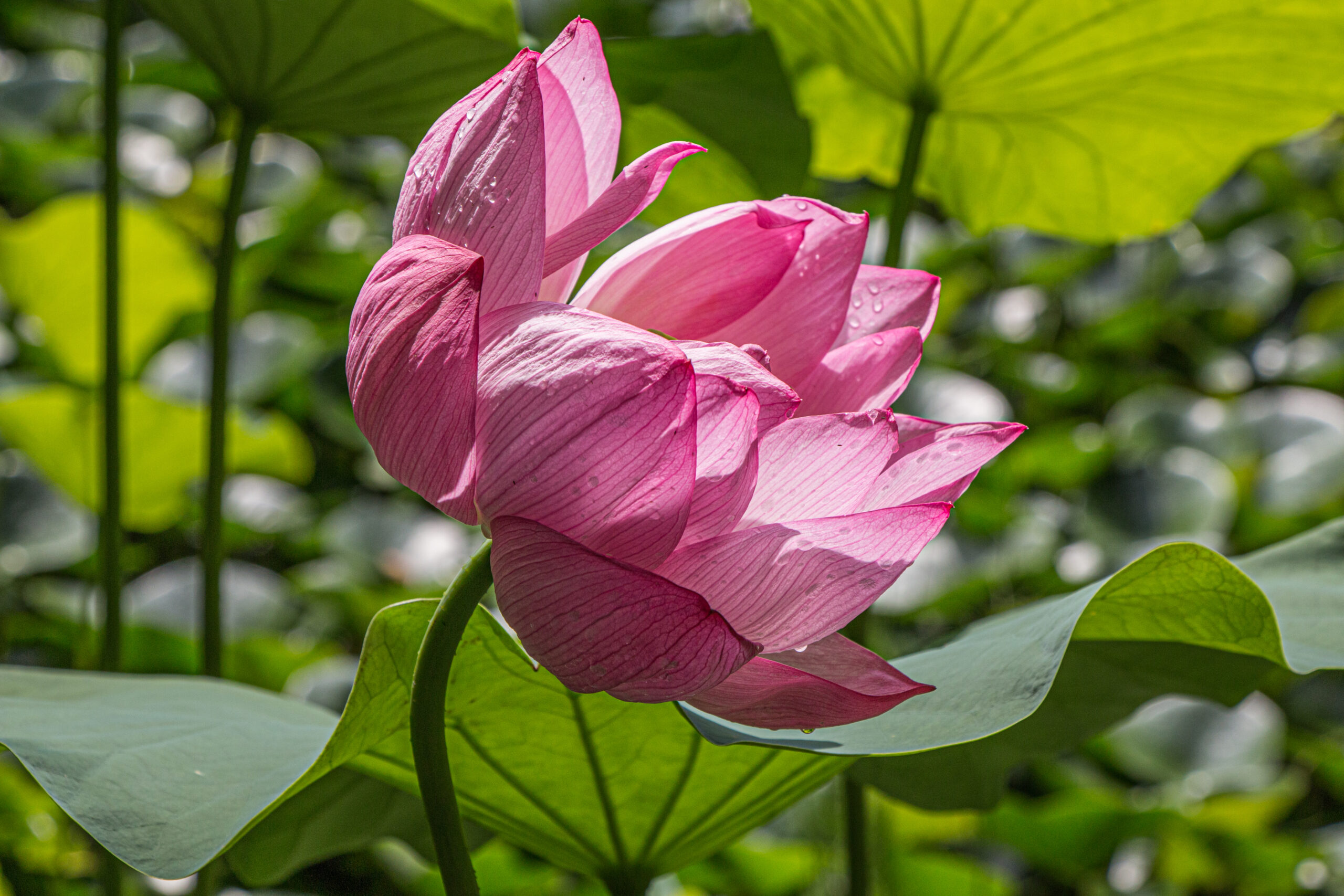 A pink lotus flower