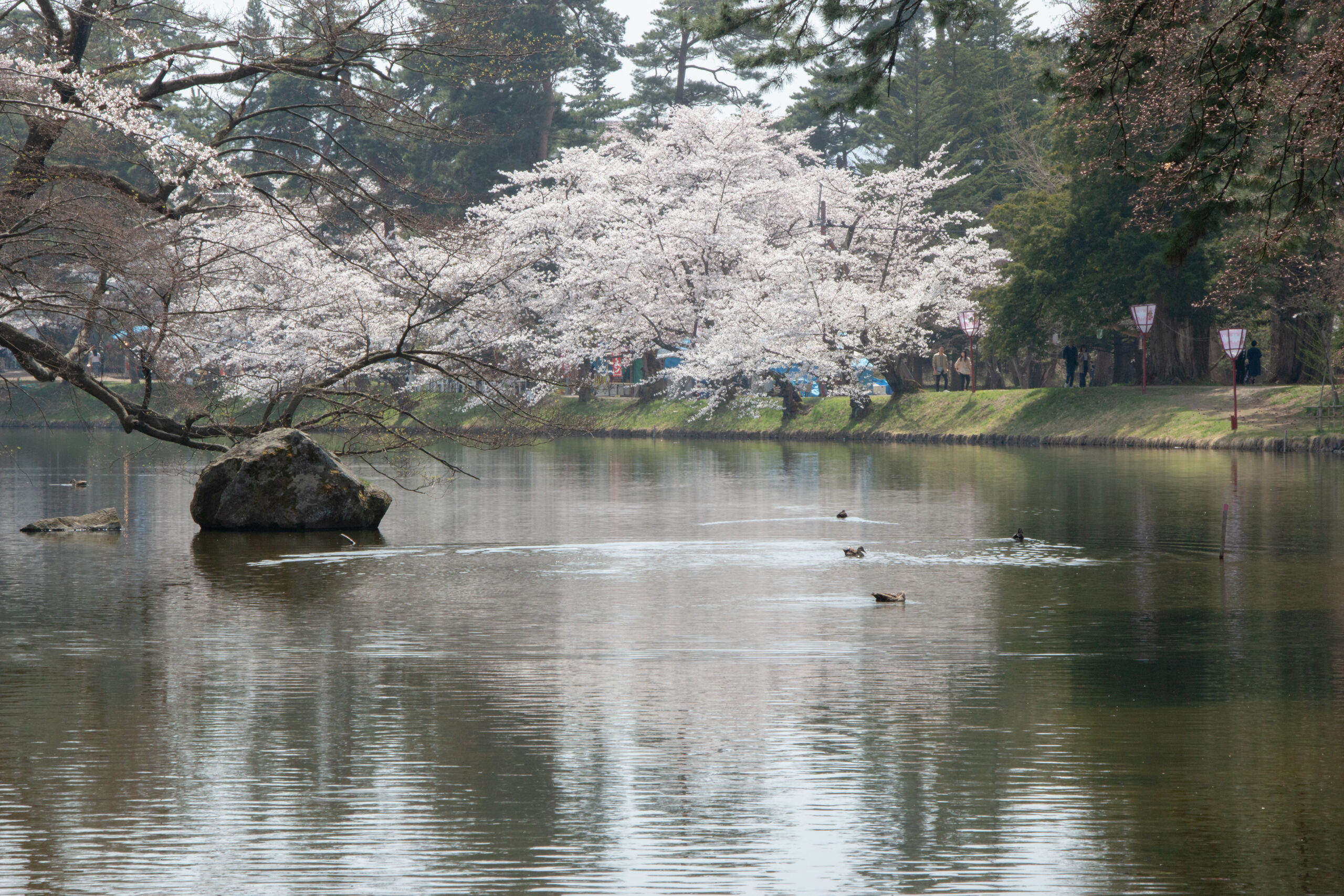 Japan - Hirosaki - Hirosaki Park lakeside cherry blossom - Sakura