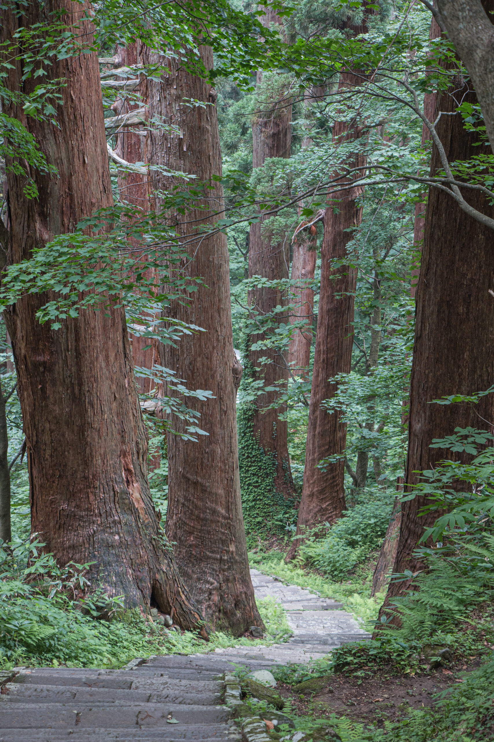 Japan - Dewa Sanzan - Mount Haguro - Giant cedar trees