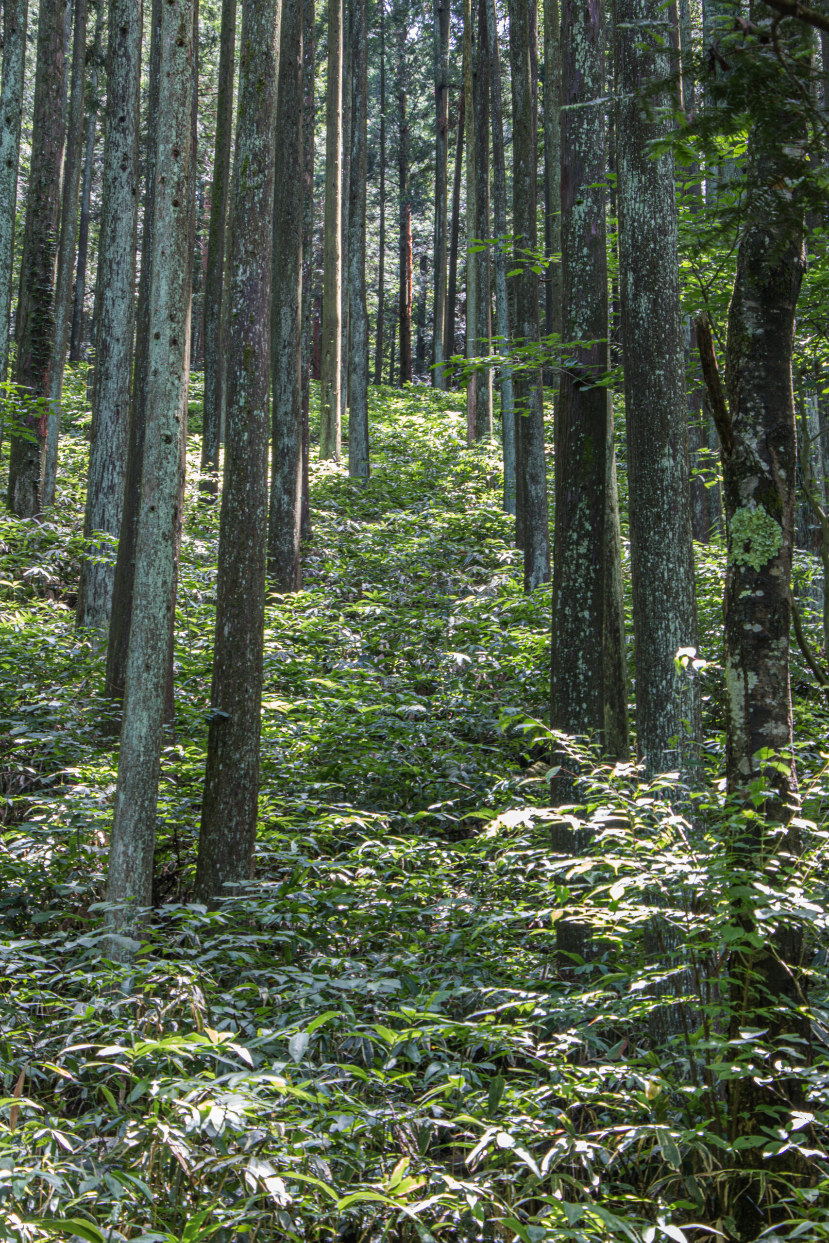 Japan - Magome to Tsumago - hidden paths