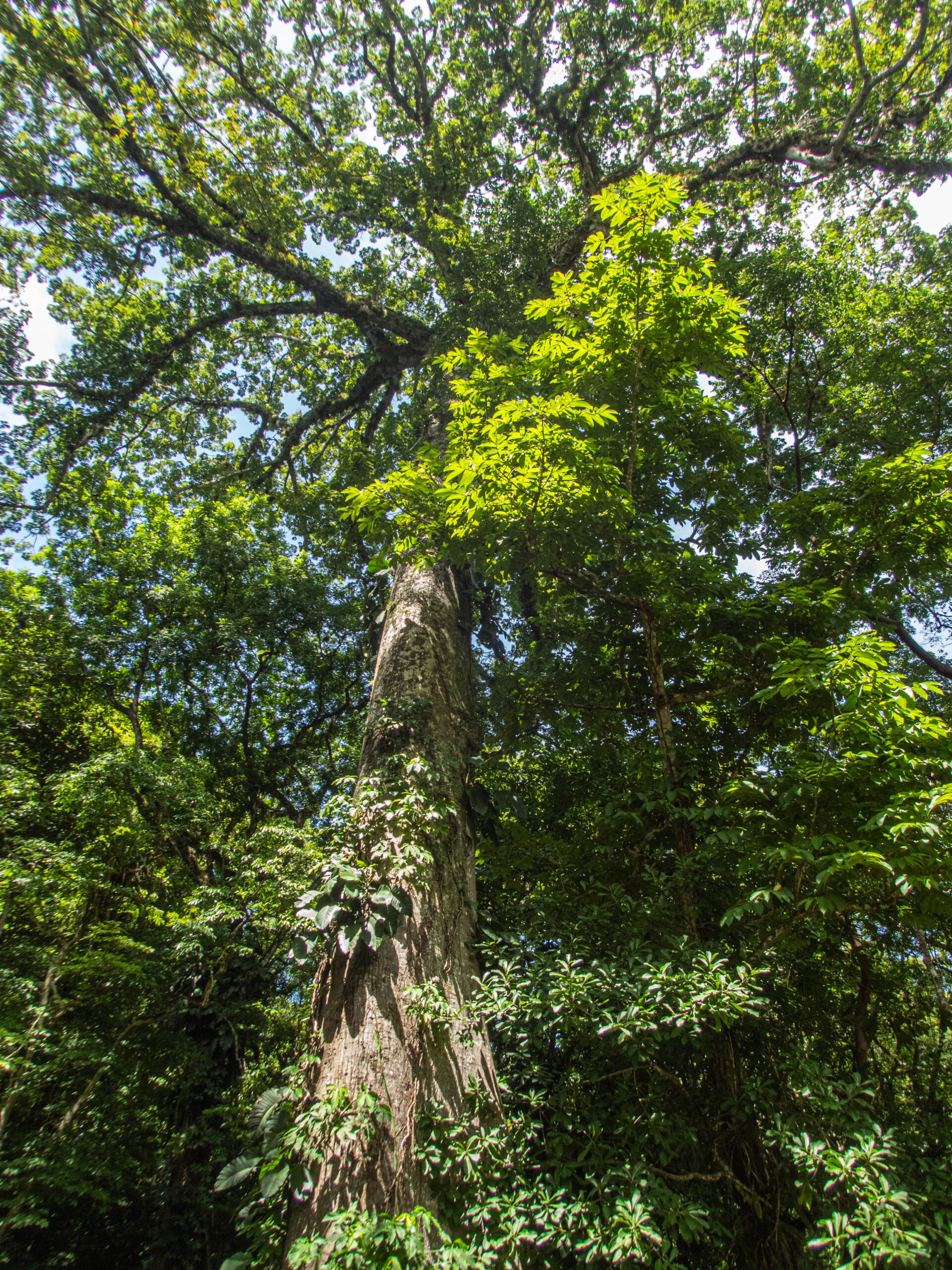 Mexico - Colossal trees at the centre of Yaxchilan