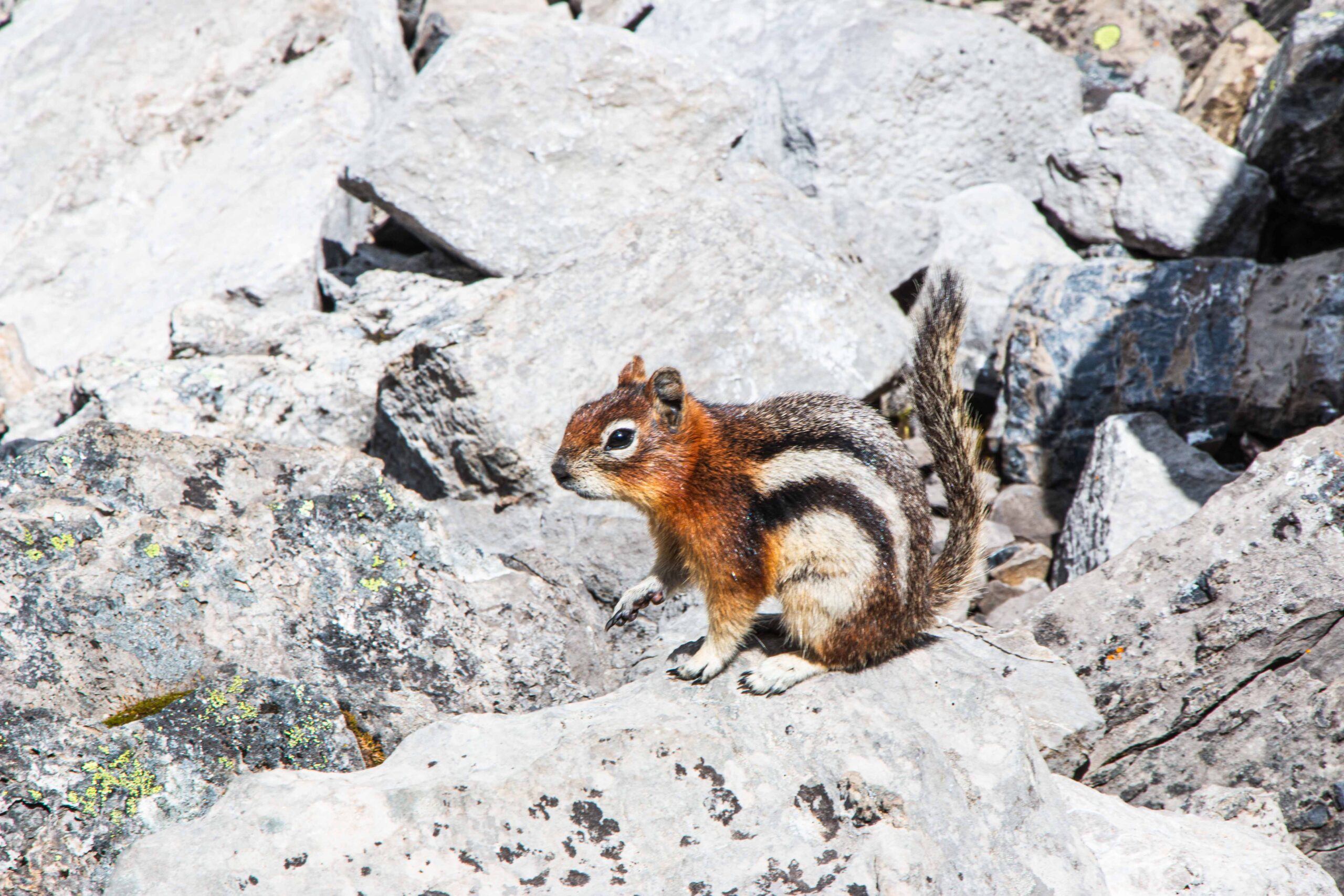 A chipmunk which followed us part of the way