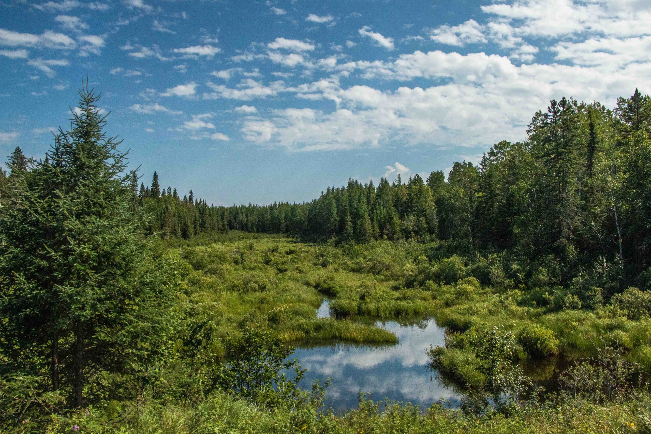 Ontarios forest, lakes and rivers - close up