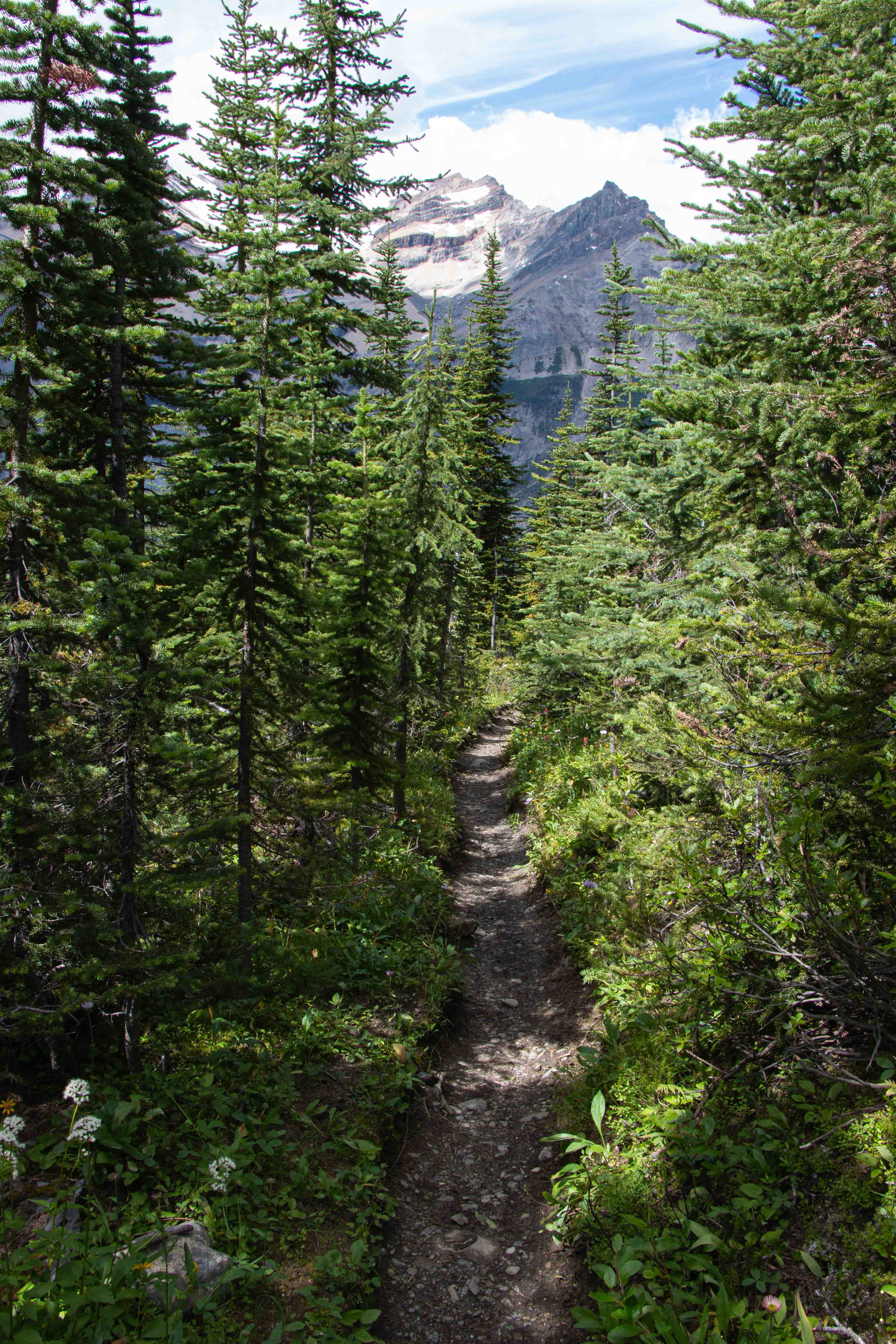 Paths through Yoho National Park