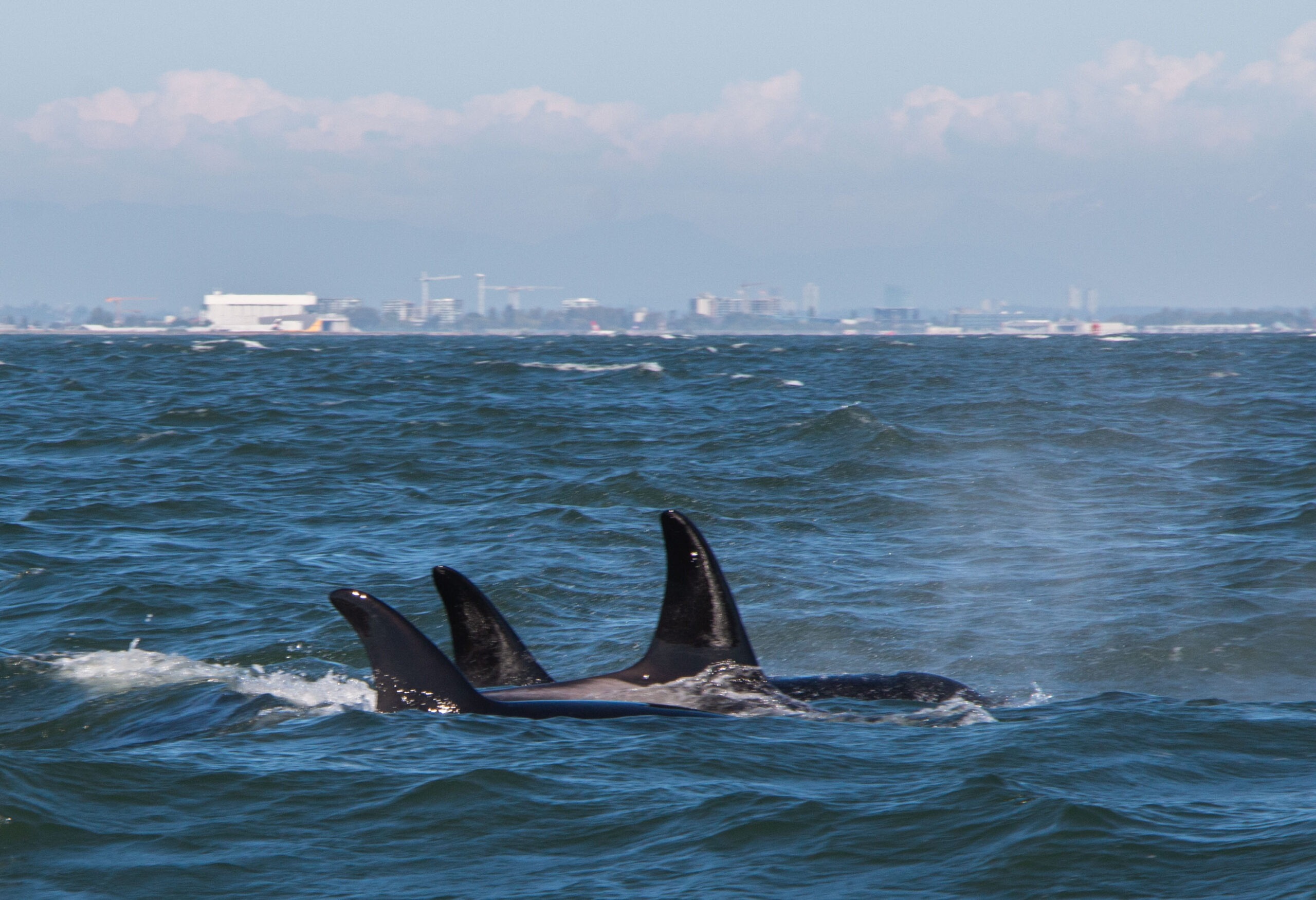 A pod of orcas