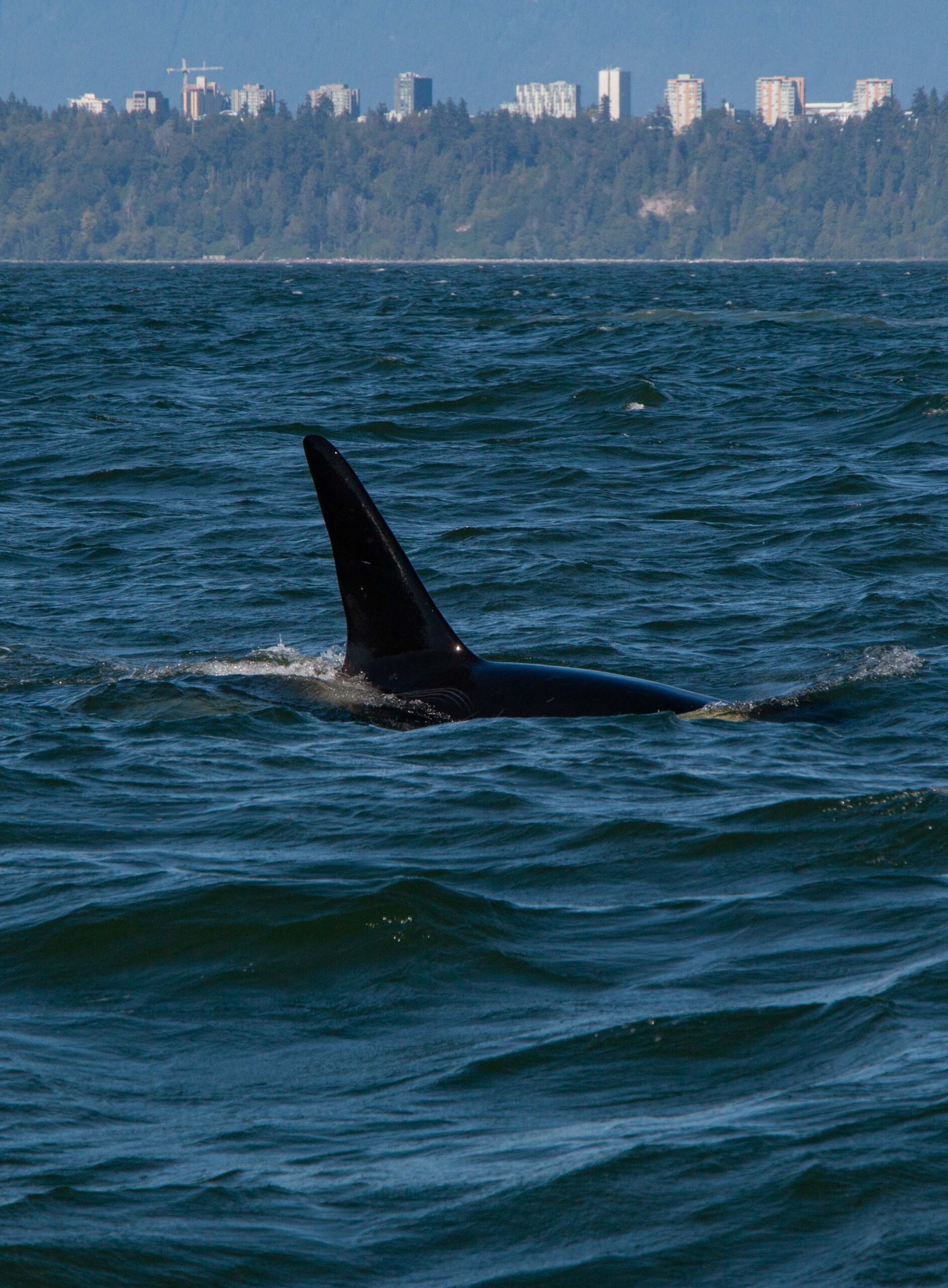 Orca