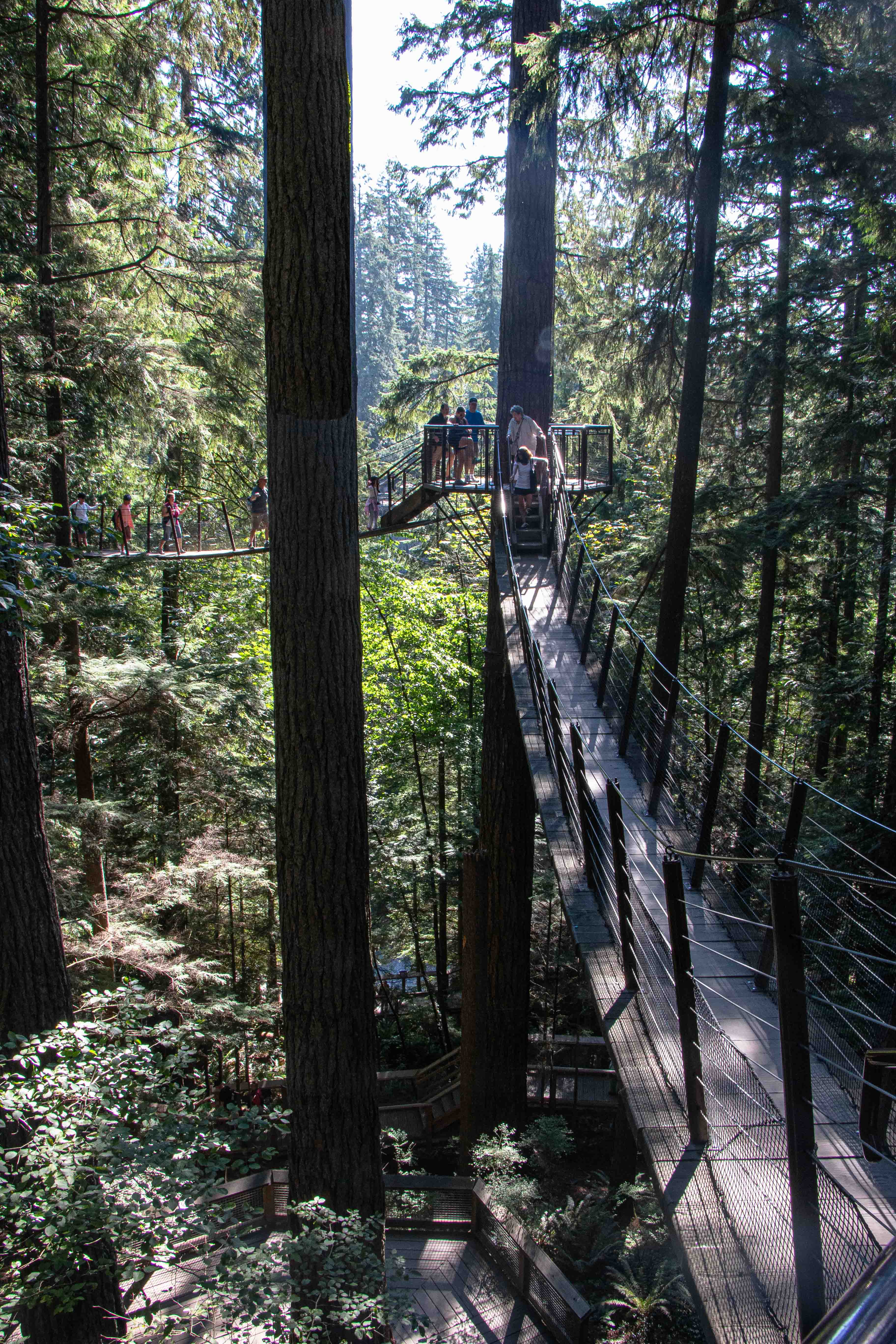 Capilano Suspension Bridge - walking through the trees